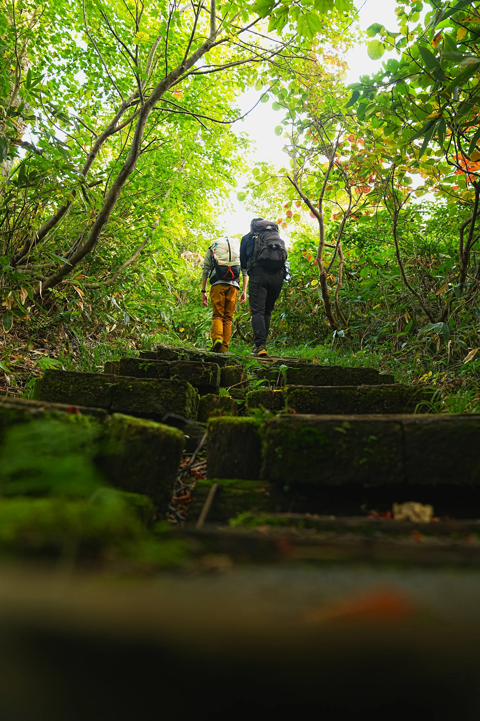 紅葉に染まる名峰・月山。2025年紅葉状況レポート。