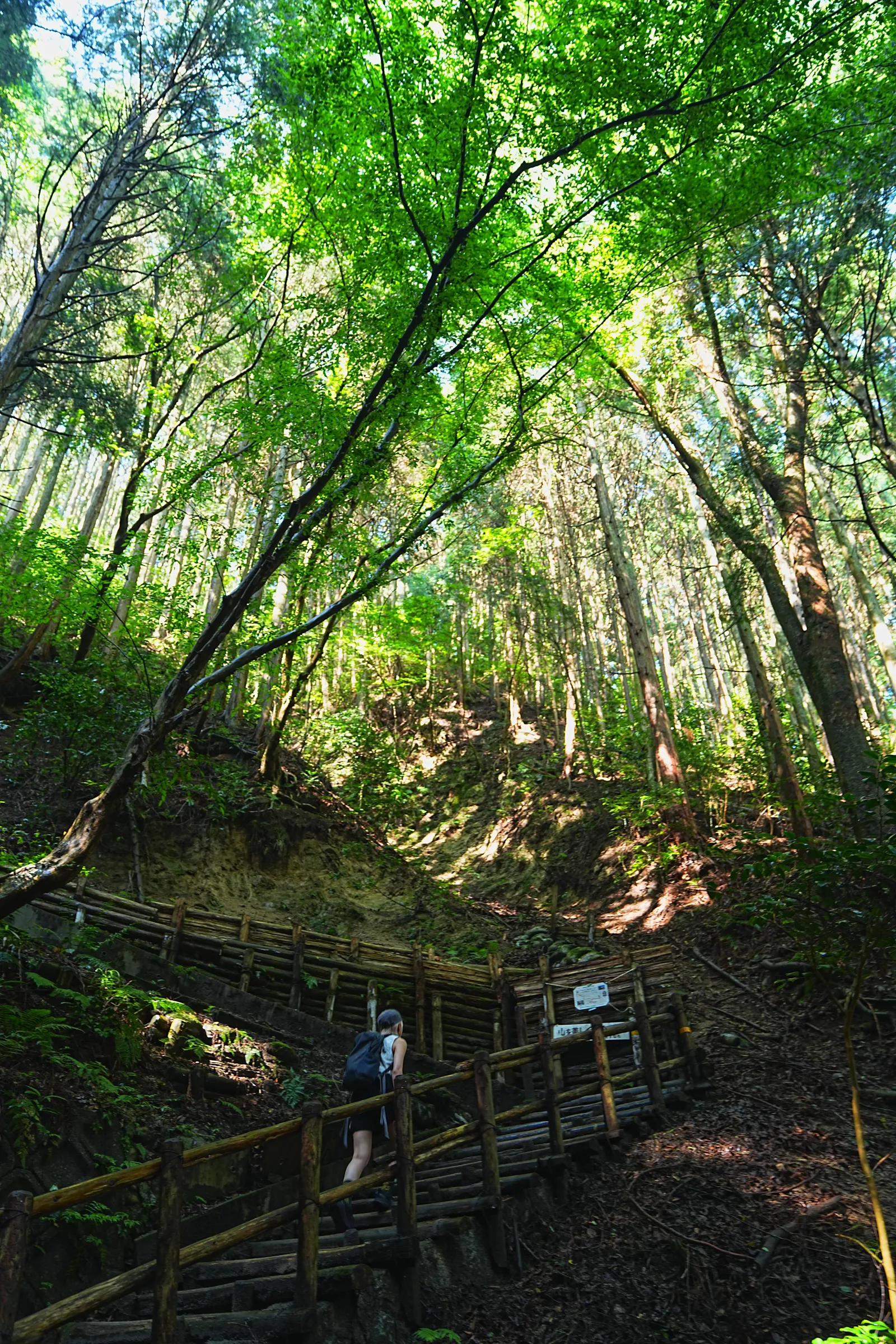 初夏の金剛山を木漏れ日登山！
