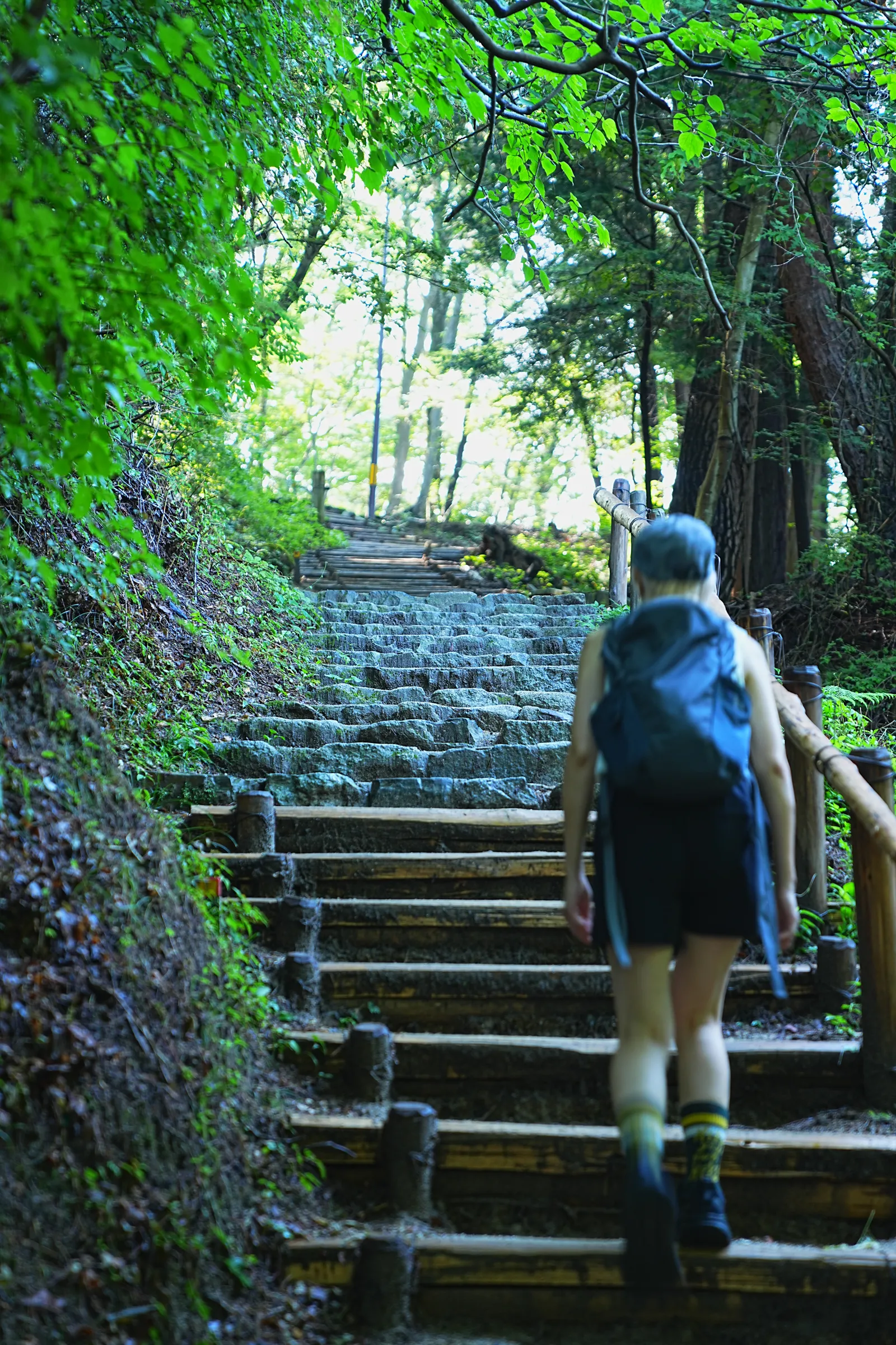 初夏の金剛山を木漏れ日登山！