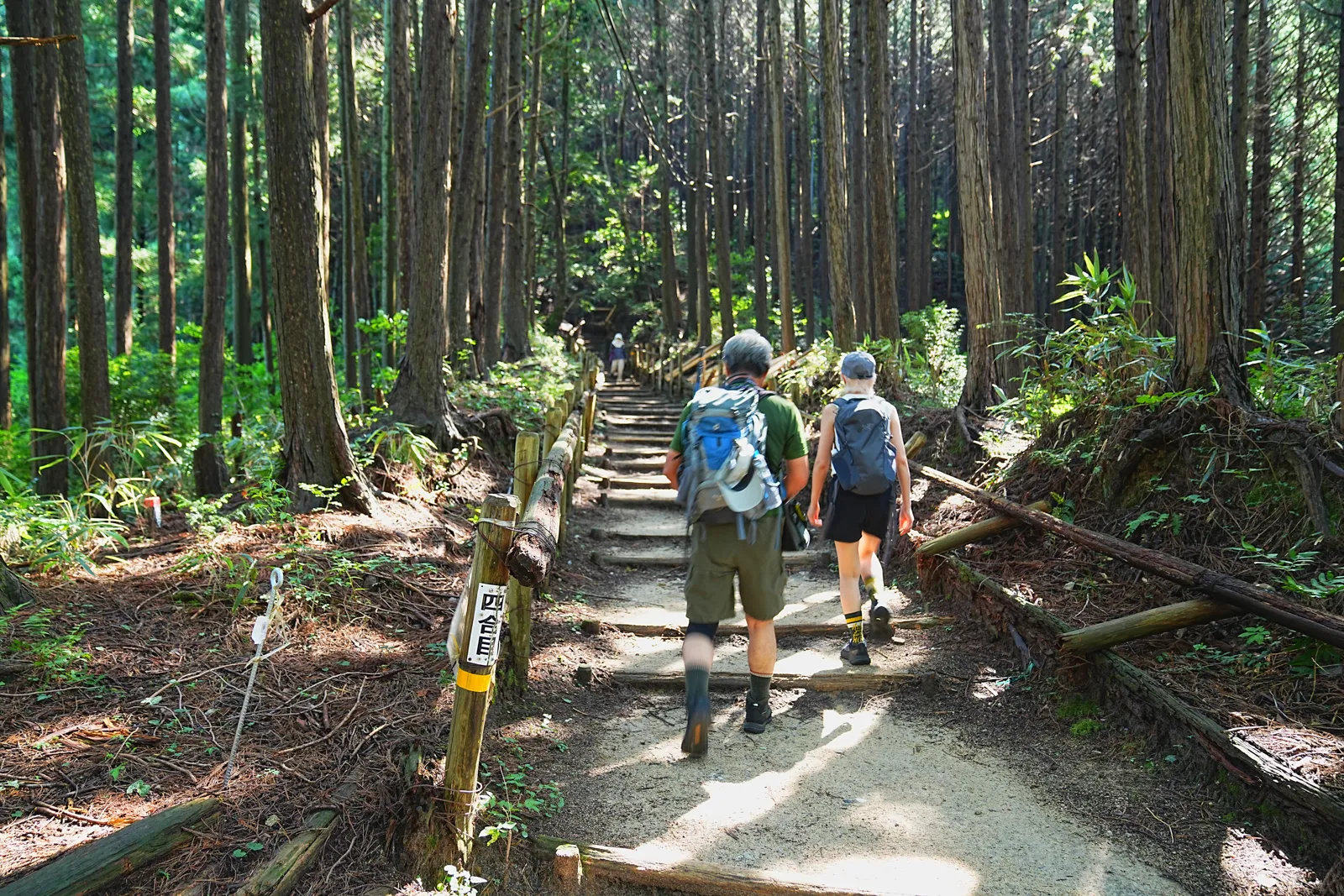 初夏の金剛山を木漏れ日登山！