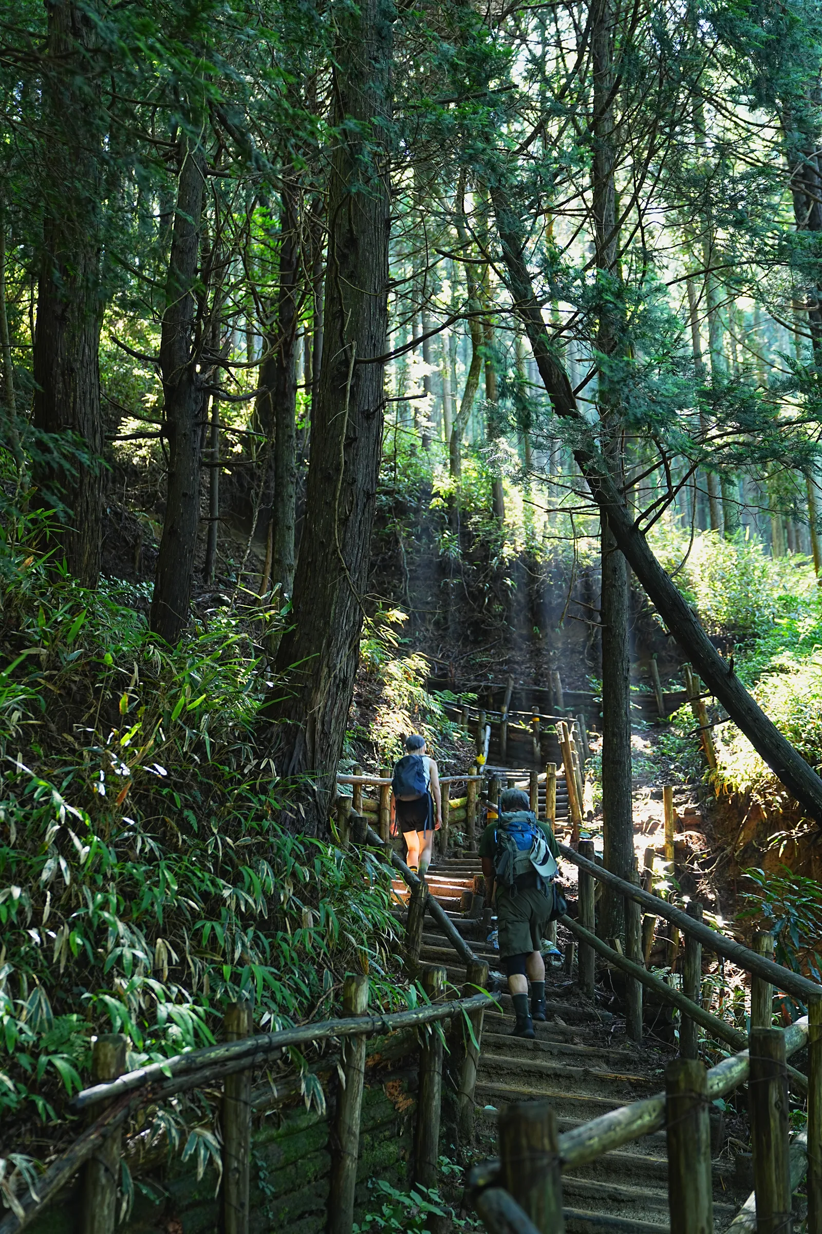 初夏の金剛山を木漏れ日登山！