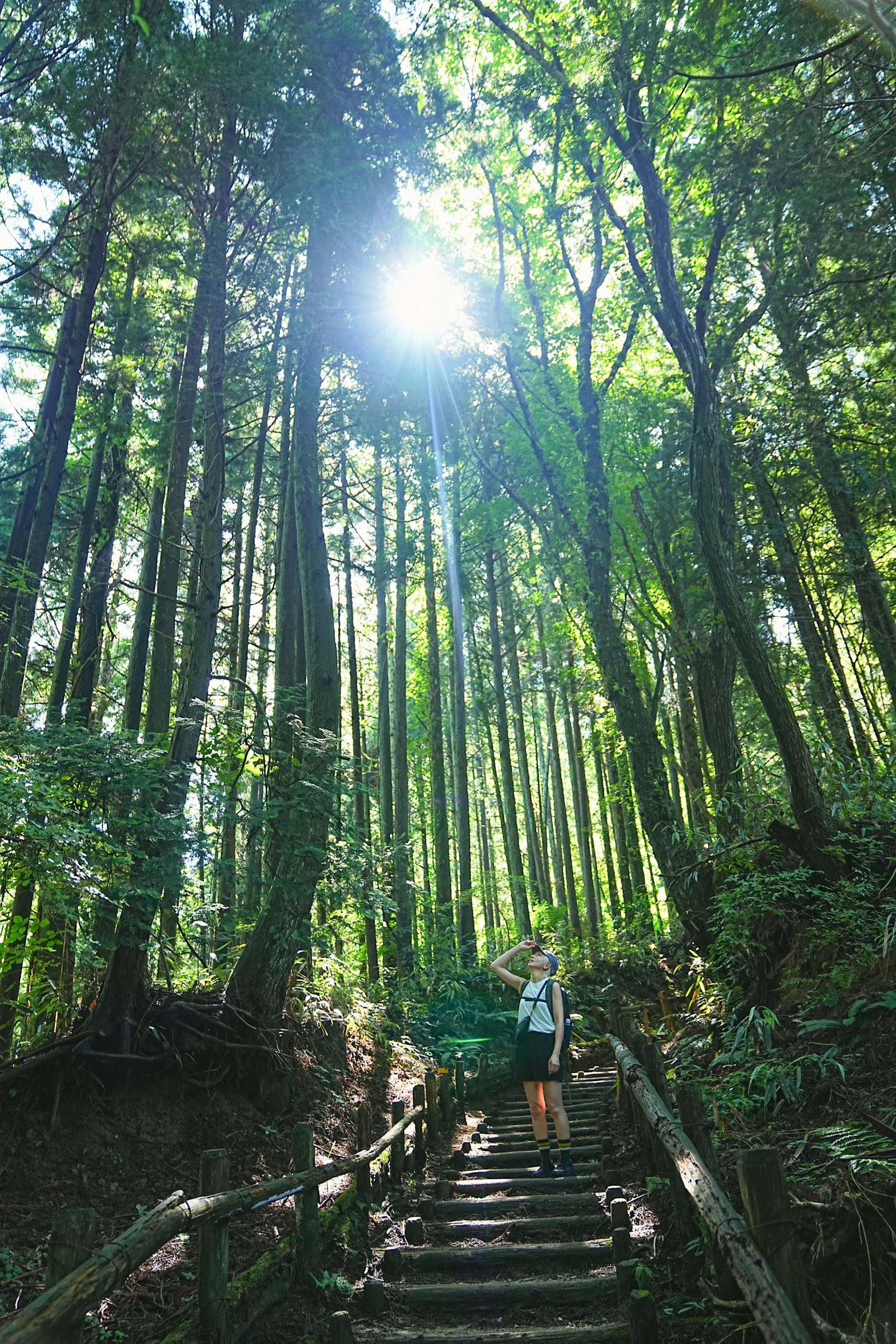 初夏の金剛山を木漏れ日登山！