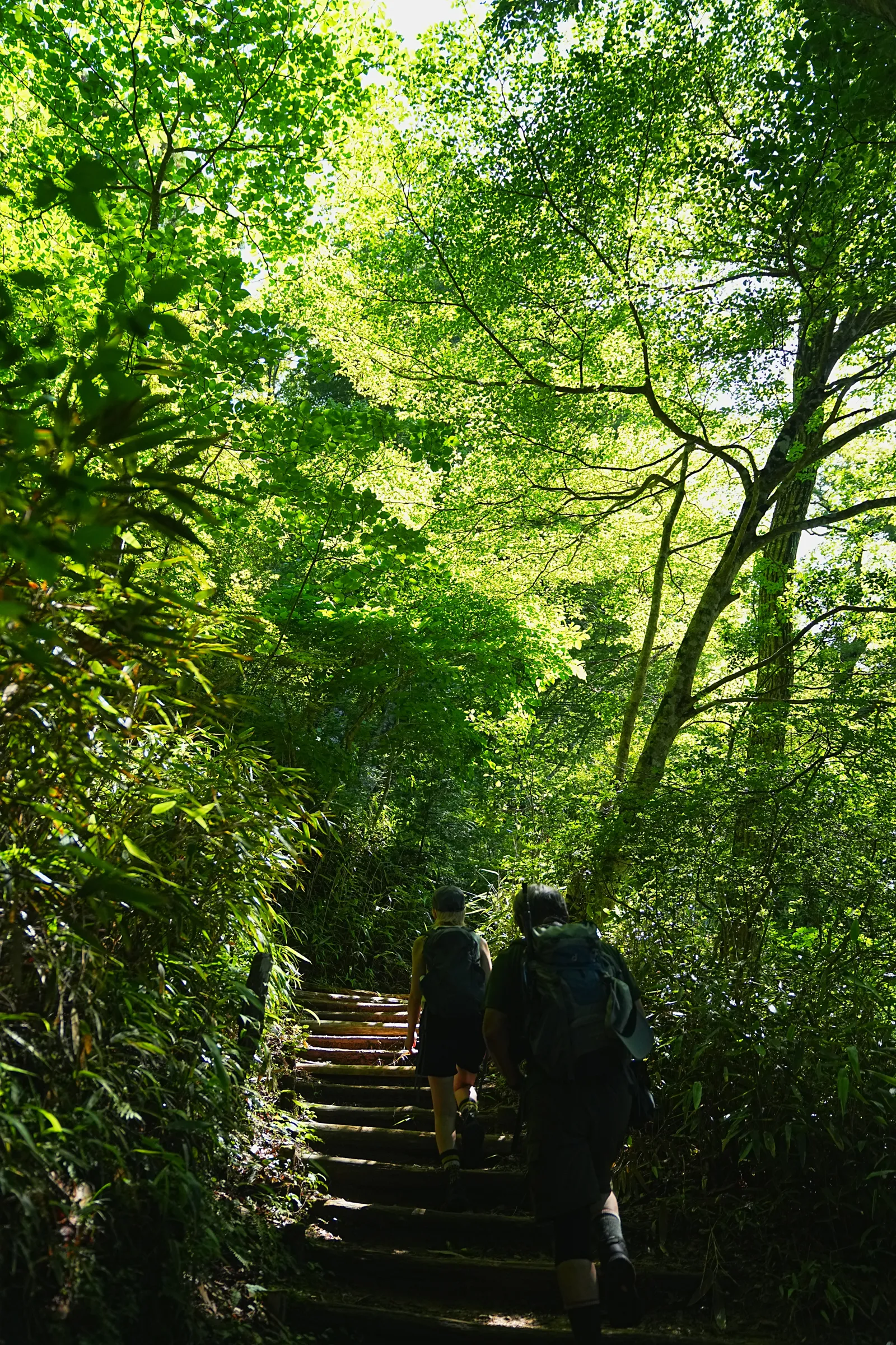 初夏の金剛山を木漏れ日登山！