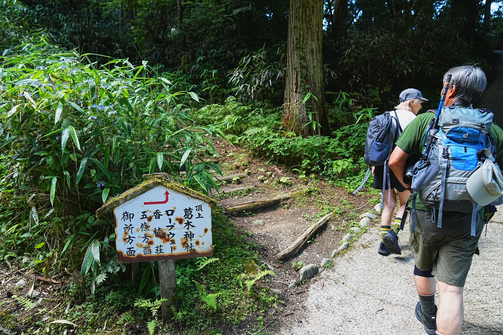 初夏の金剛山を木漏れ日登山！