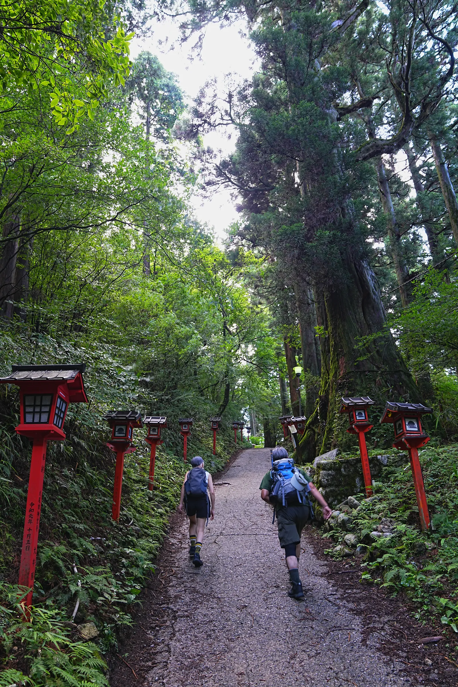 初夏の金剛山を木漏れ日登山！