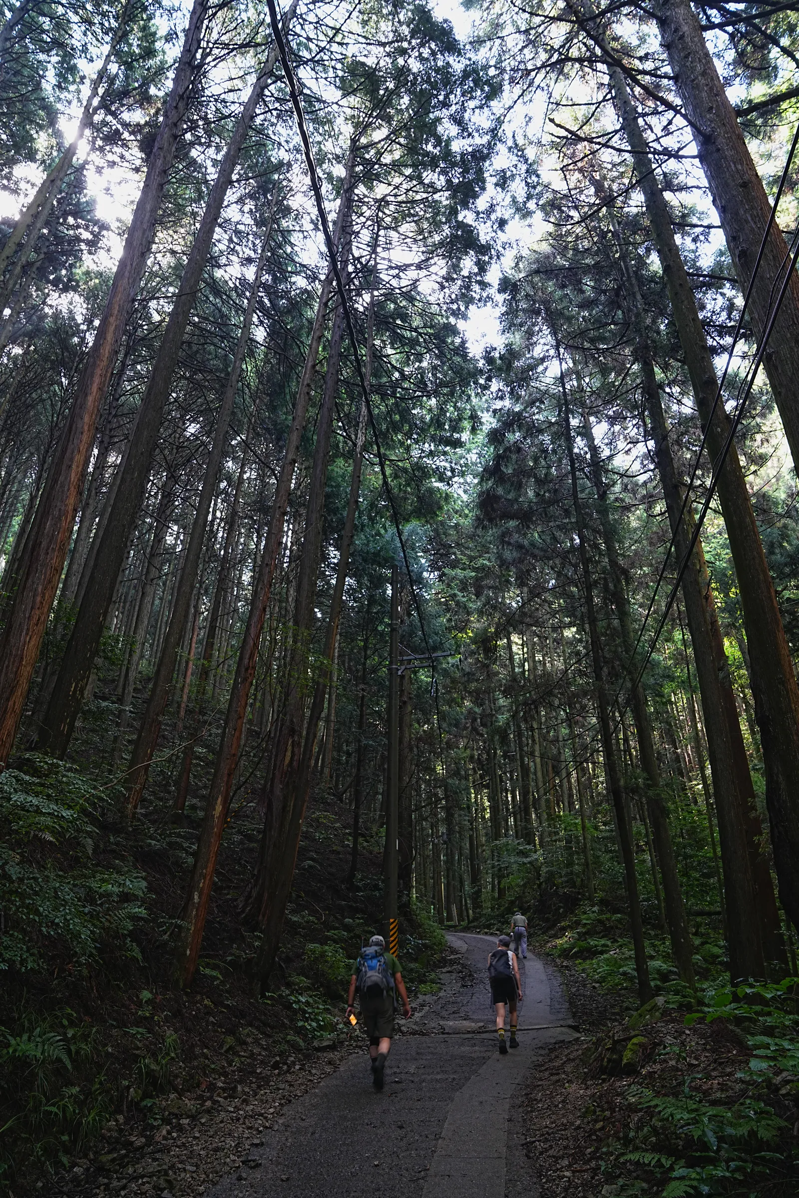 初夏の金剛山を木漏れ日登山！