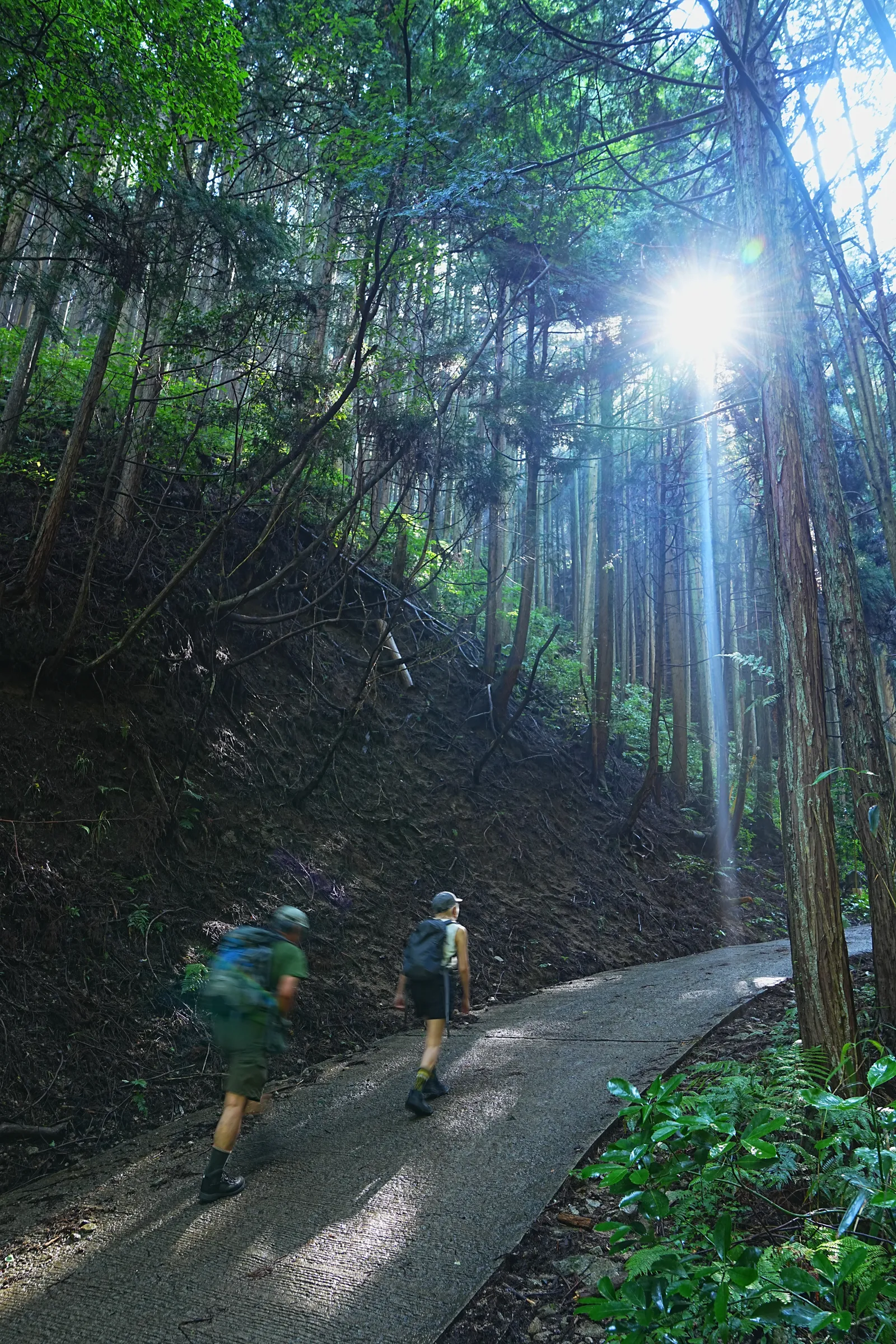 初夏の金剛山を木漏れ日登山！