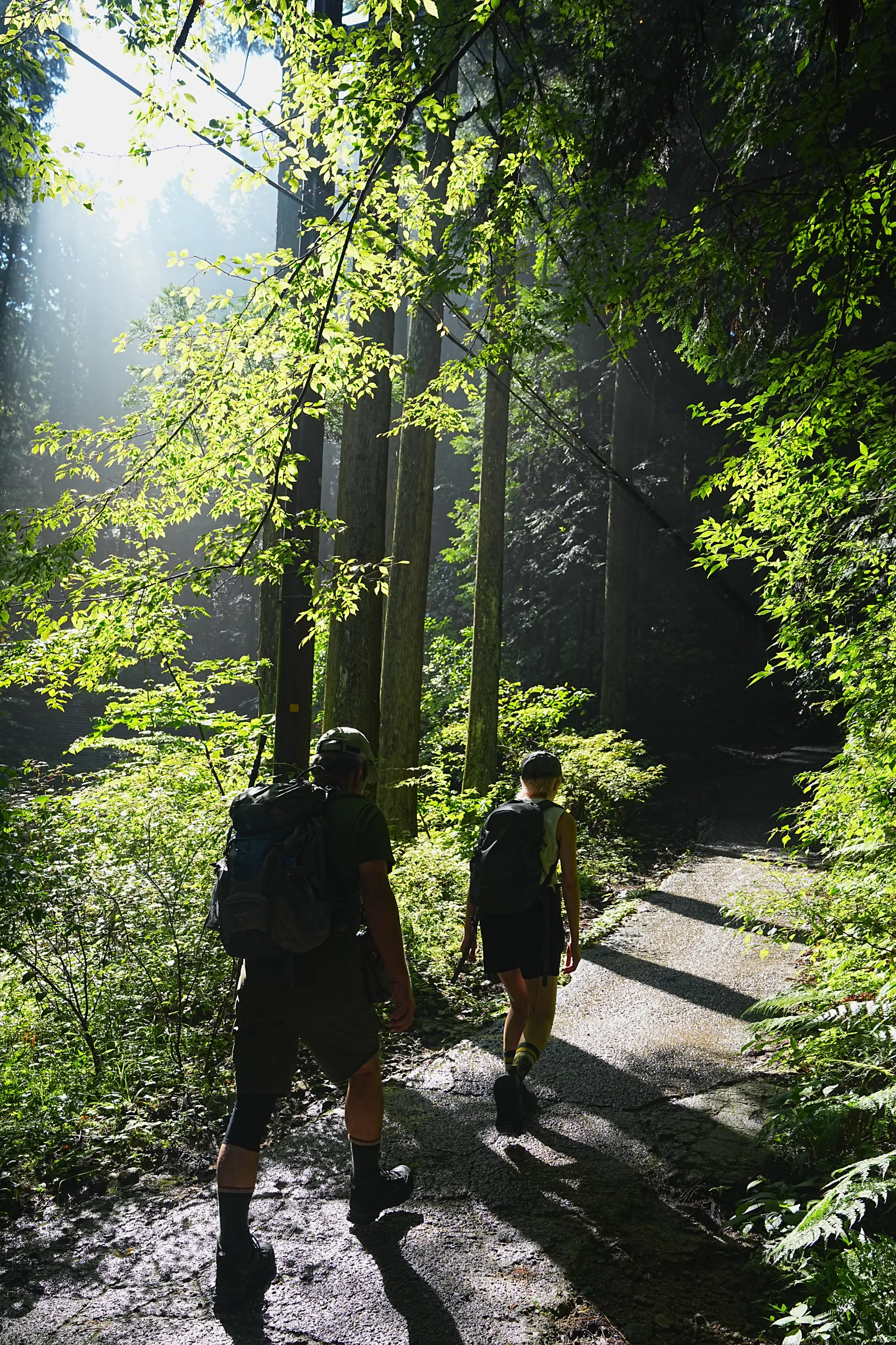 初夏の金剛山を木漏れ日登山！