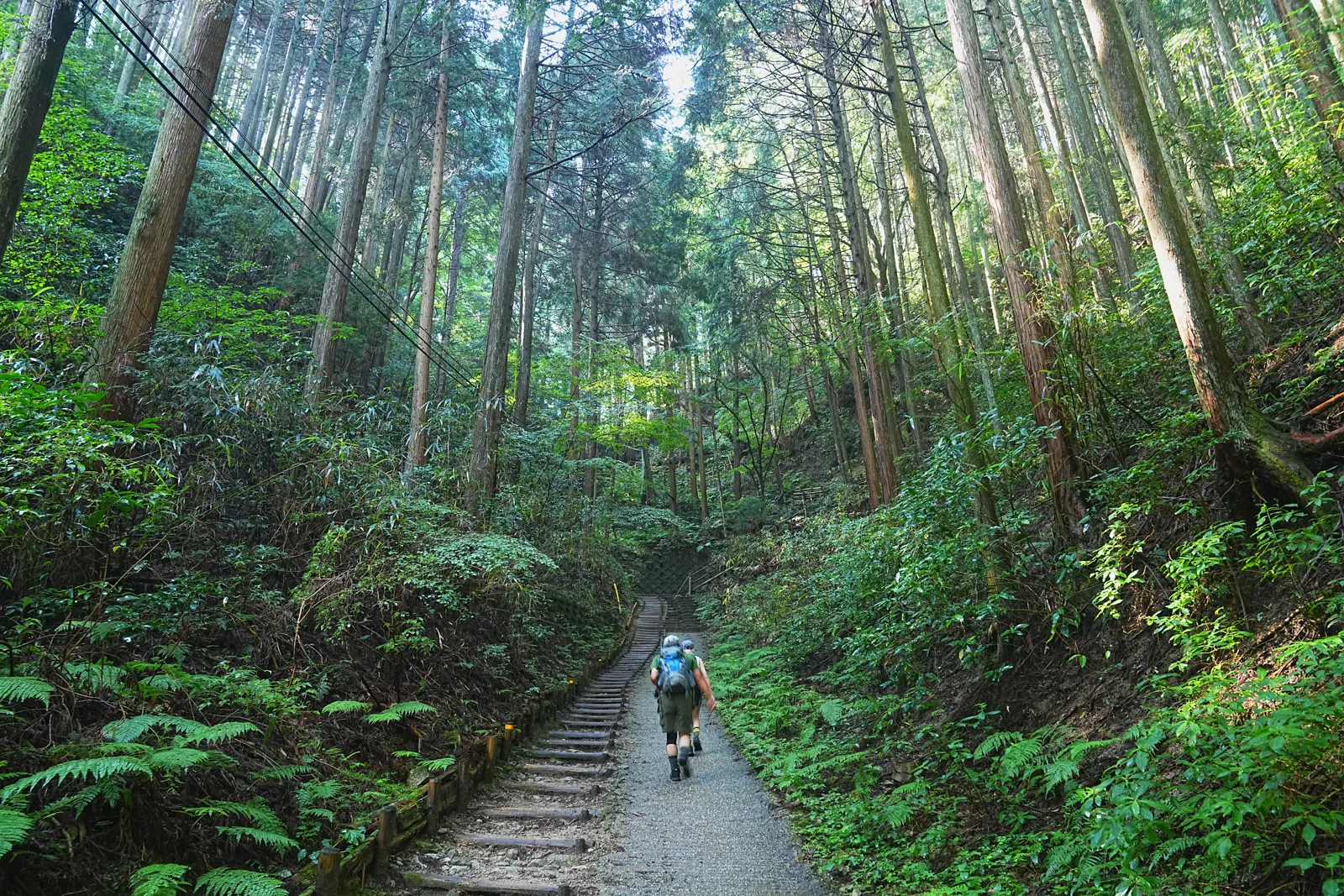 初夏の金剛山を木漏れ日登山！