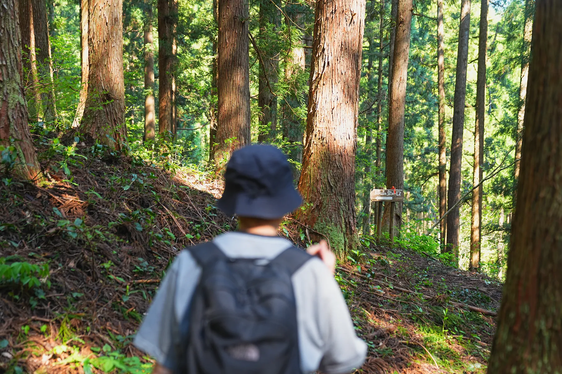 石川県小松市 奥城山 シャクナゲ満開レポート