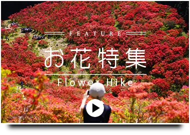 お花レポート特集