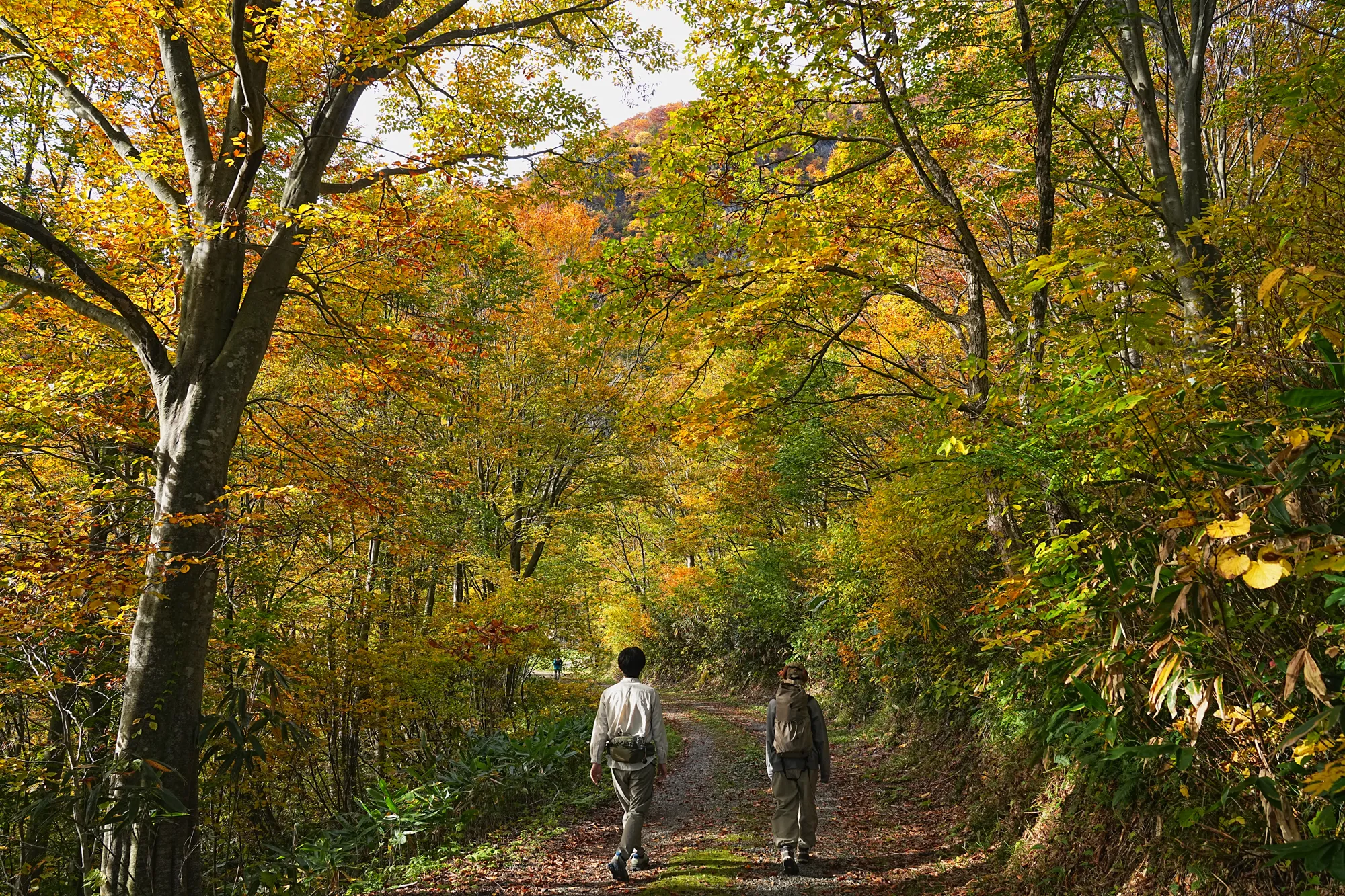 紅葉がピーク！裏巻機渓谷で紅葉ハイキング！
