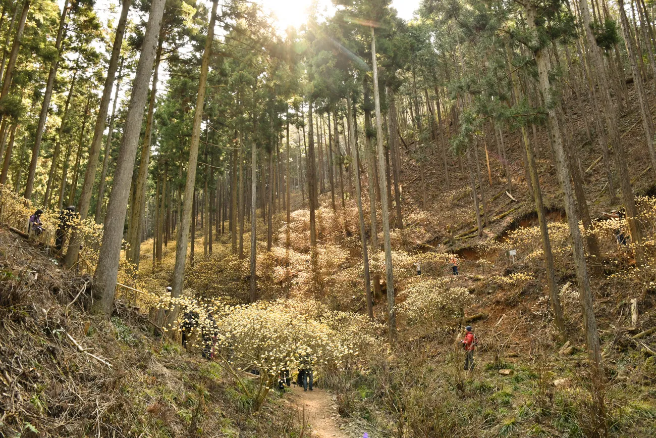 焼森山 ミツマタ満開ハイキング