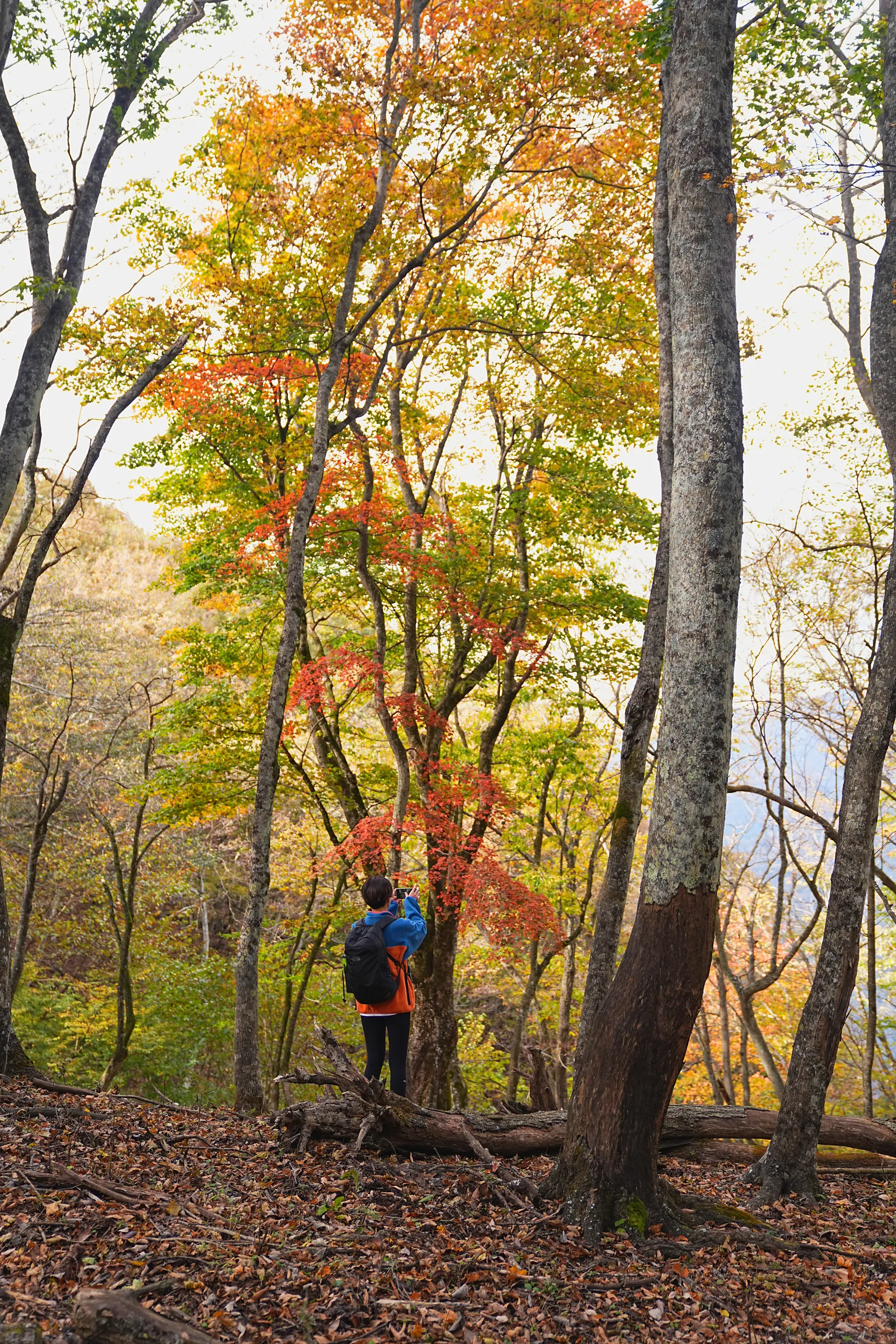 秋の足和田山。紅葉ハイキング