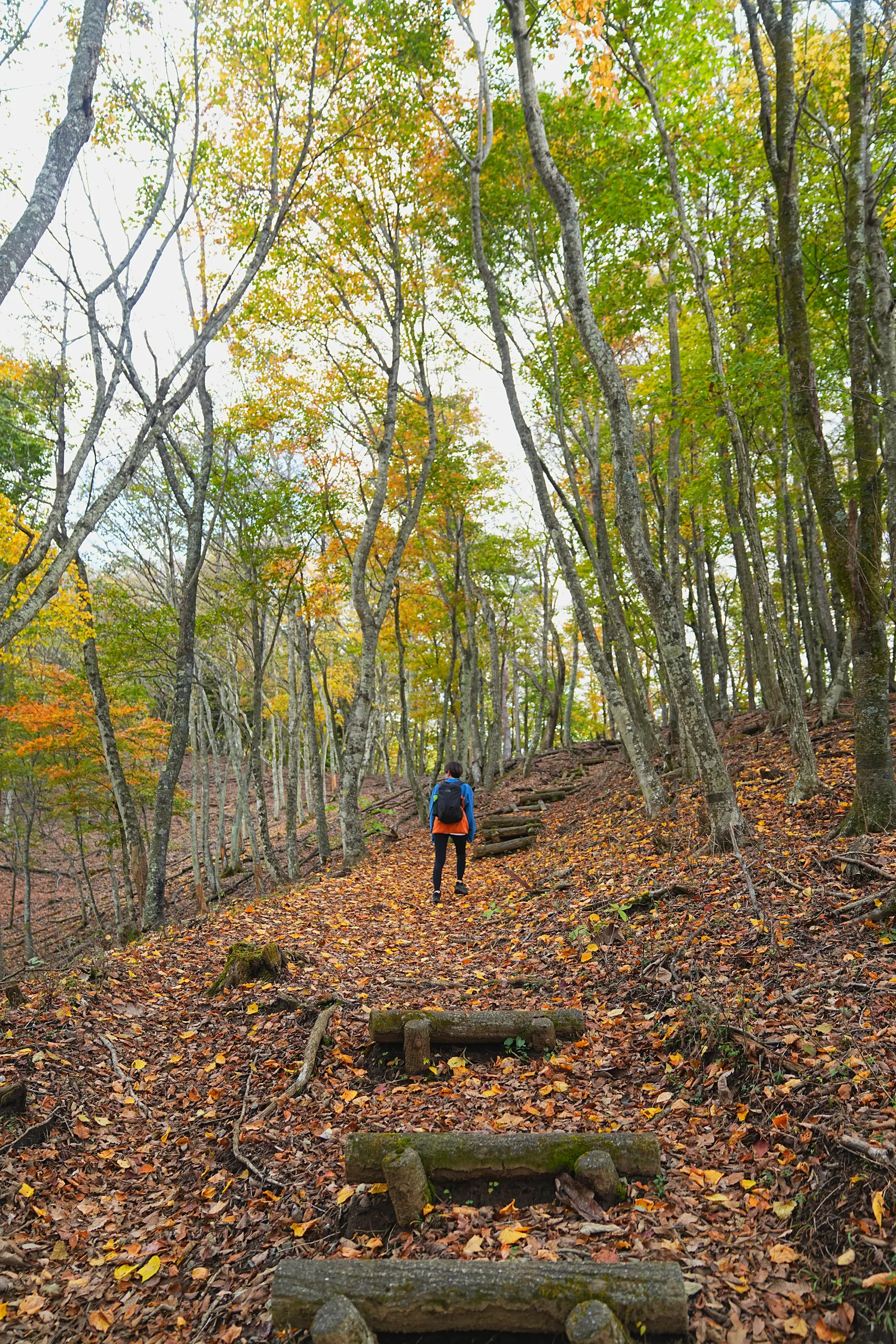 秋の足和田山。紅葉ハイキング