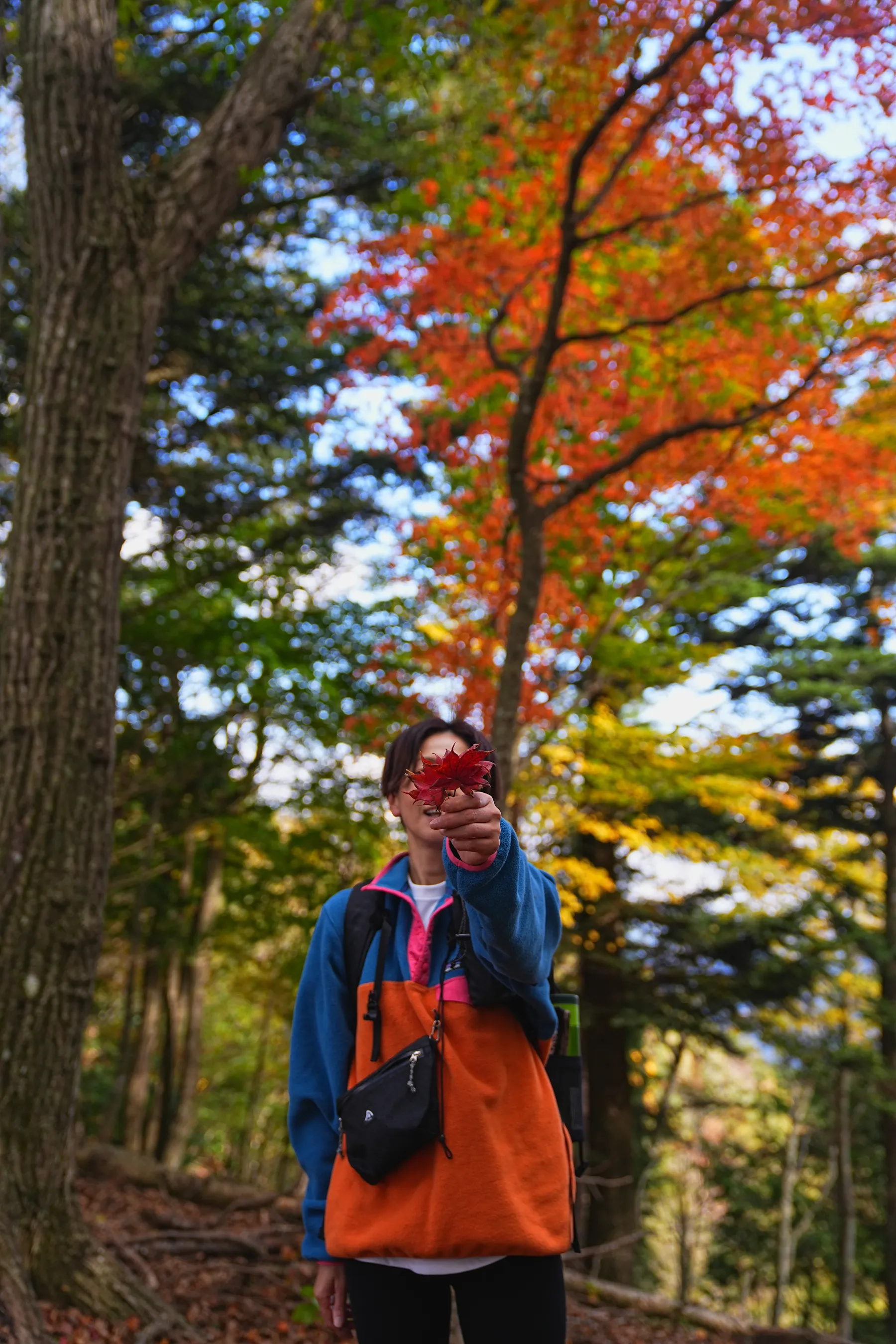 秋の足和田山。紅葉ハイキング