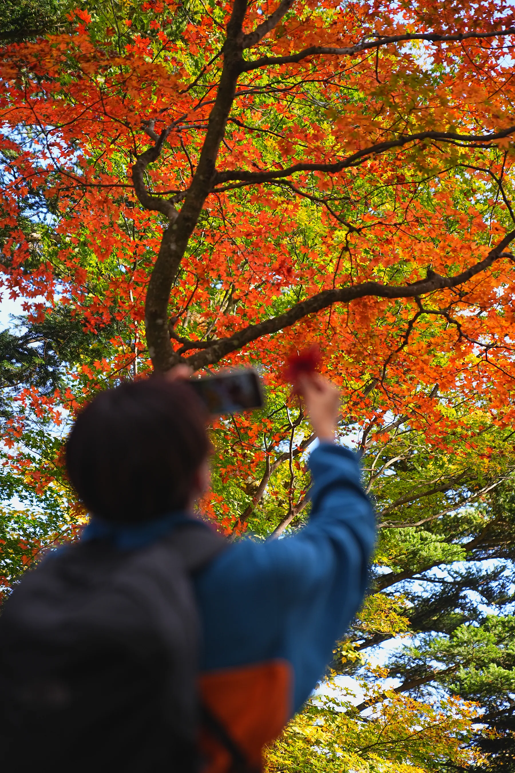 秋の足和田山。紅葉ハイキング