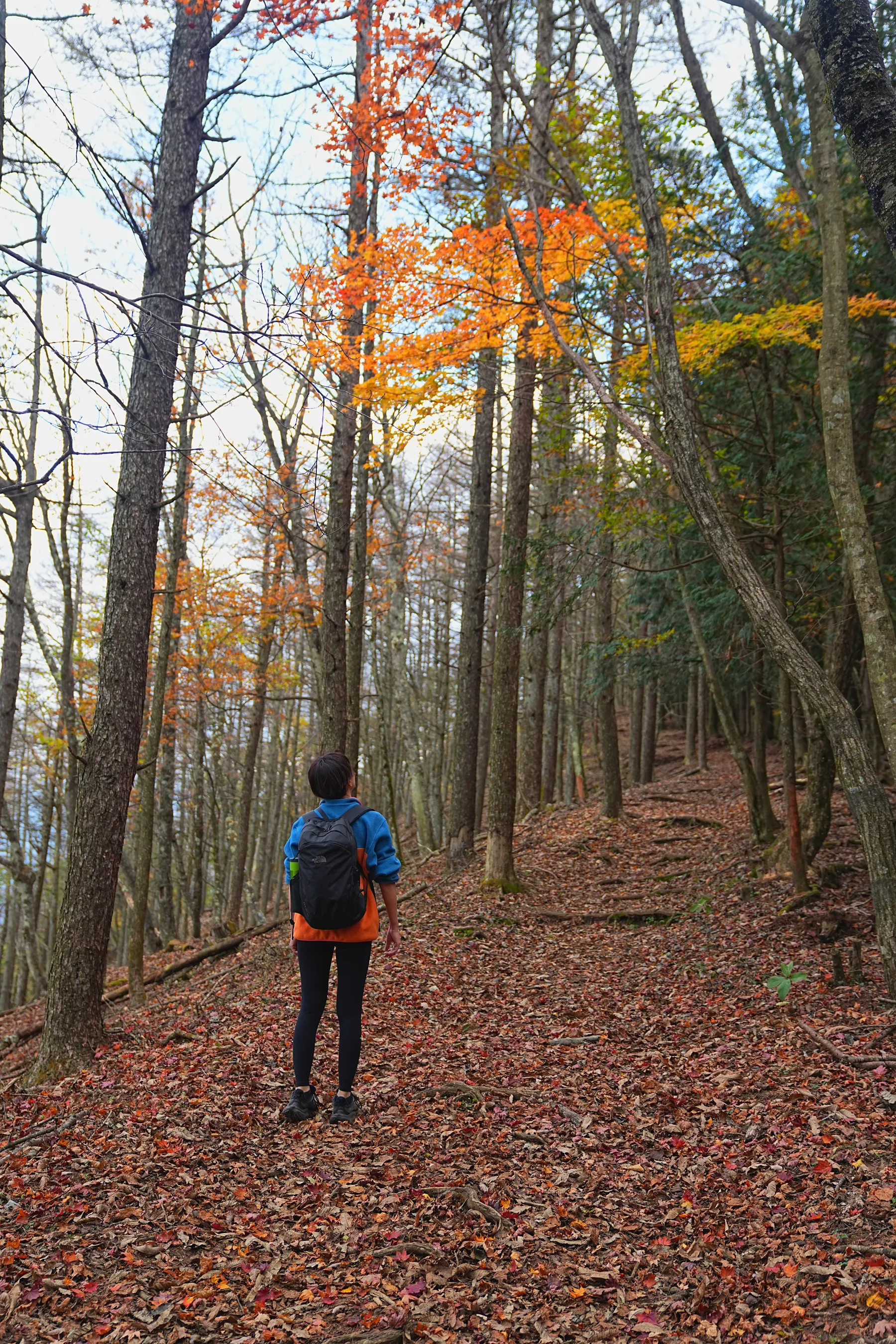 秋の足和田山。紅葉ハイキング