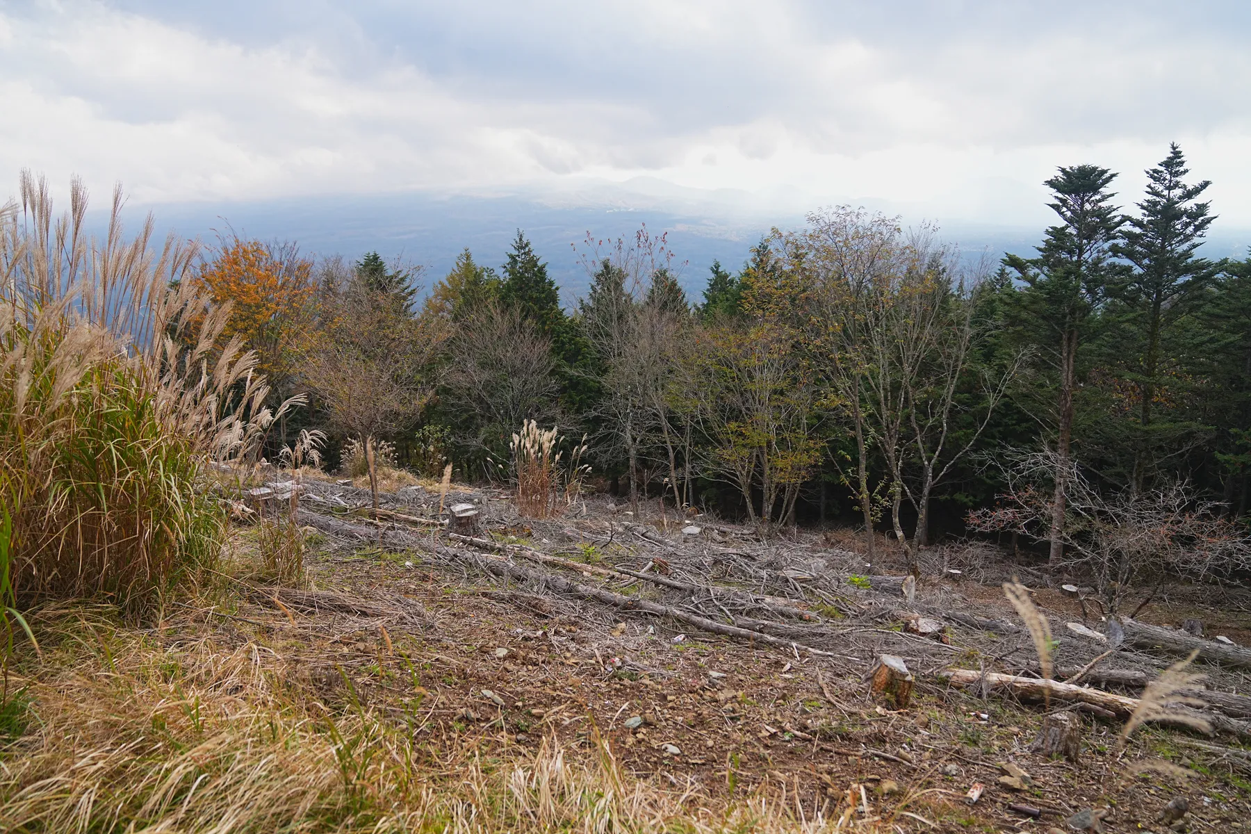 秋の足和田山。紅葉ハイキング