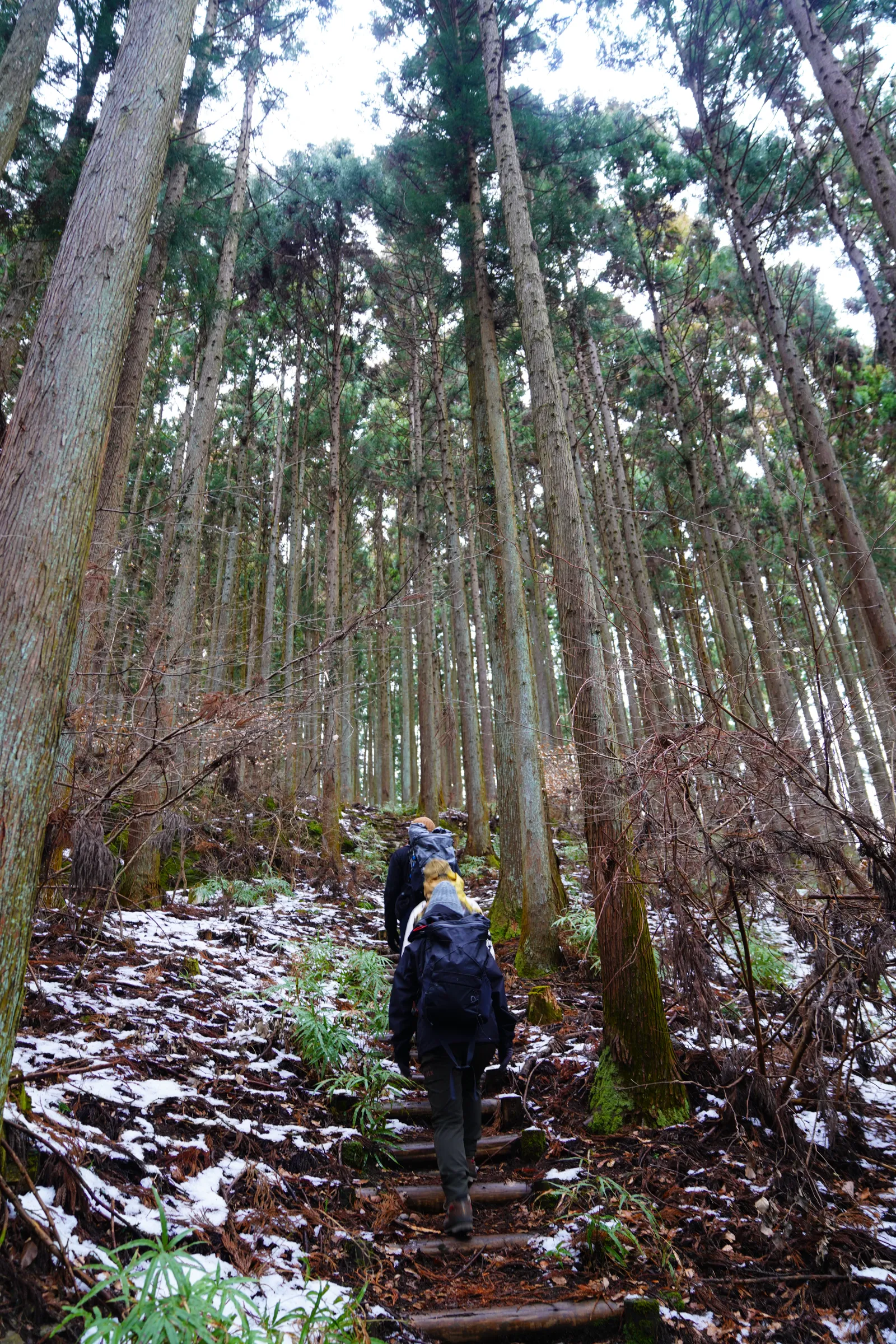 秩父 四阿屋山で福寿草＆ロウバイハイキング