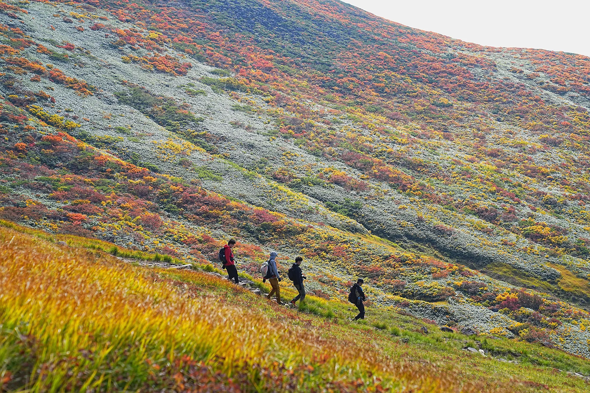 紅葉に染まる名峰・月山。2025年紅葉状況レポート。