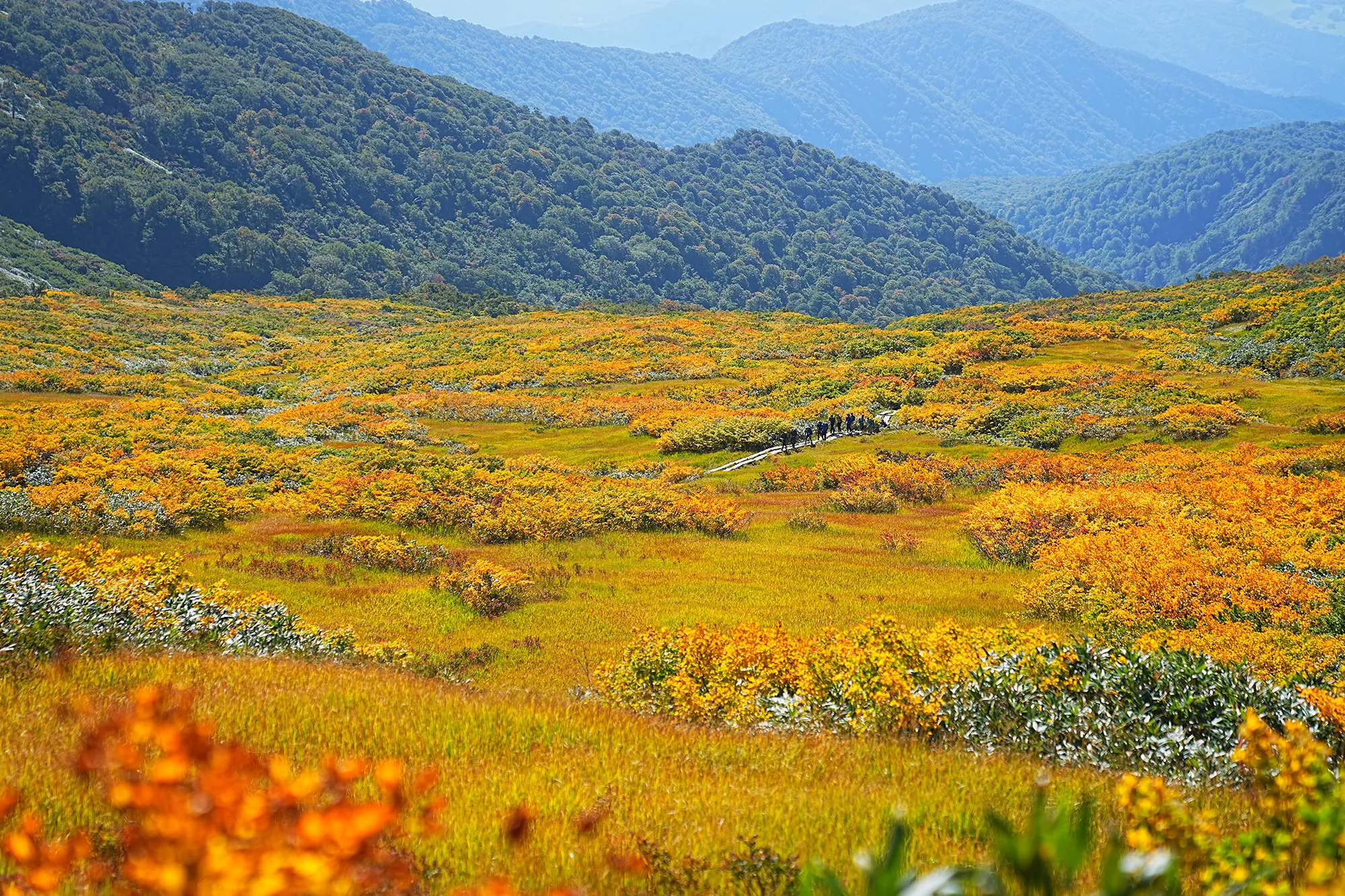 紅葉に染まる名峰・月山。2025年紅葉状況レポート。
