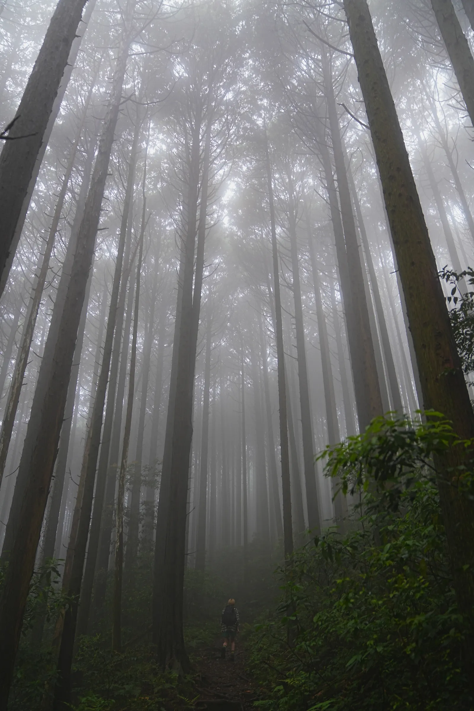 静岡 浜石岳 ハイキング