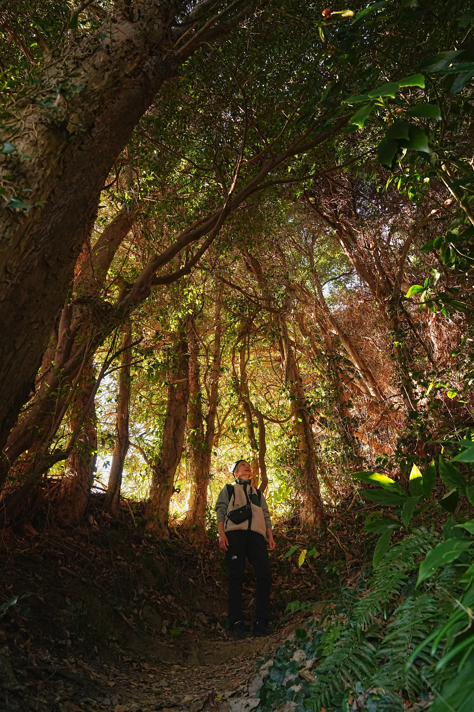 巨大な富士山を見に静岡、浜石岳・薩埵峠へ