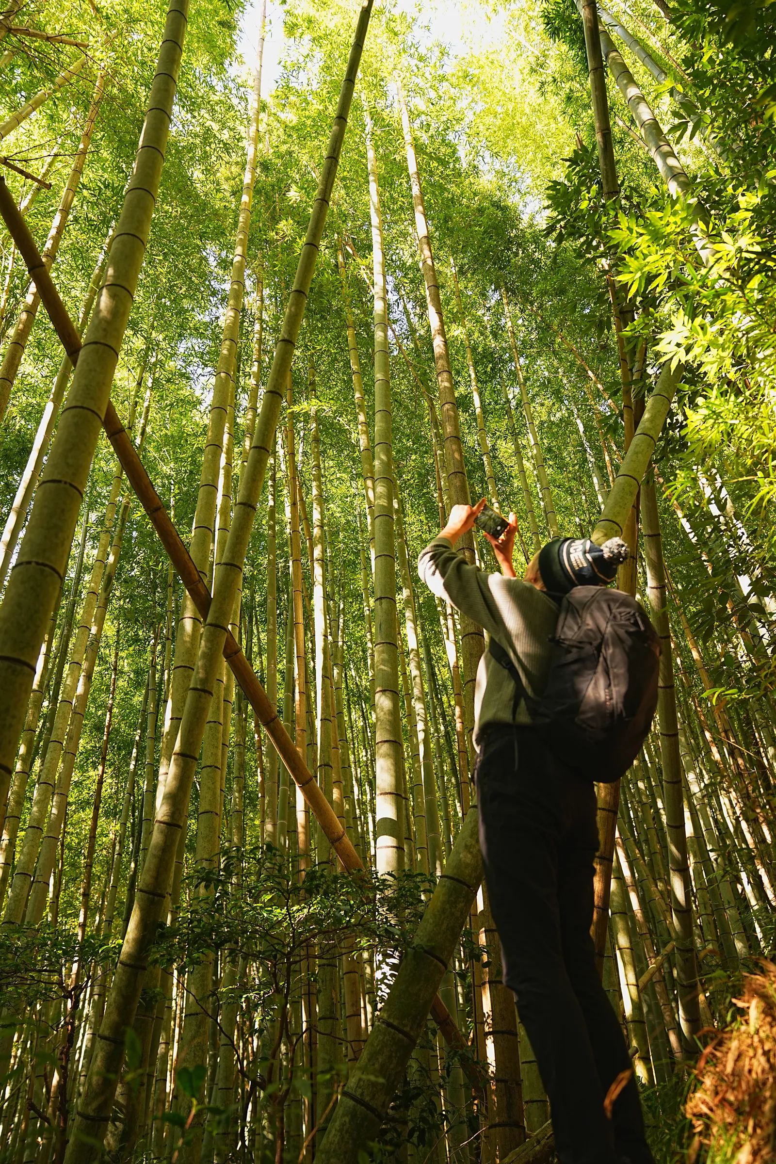 巨大な富士山を見に静岡、浜石岳・薩埵峠へ