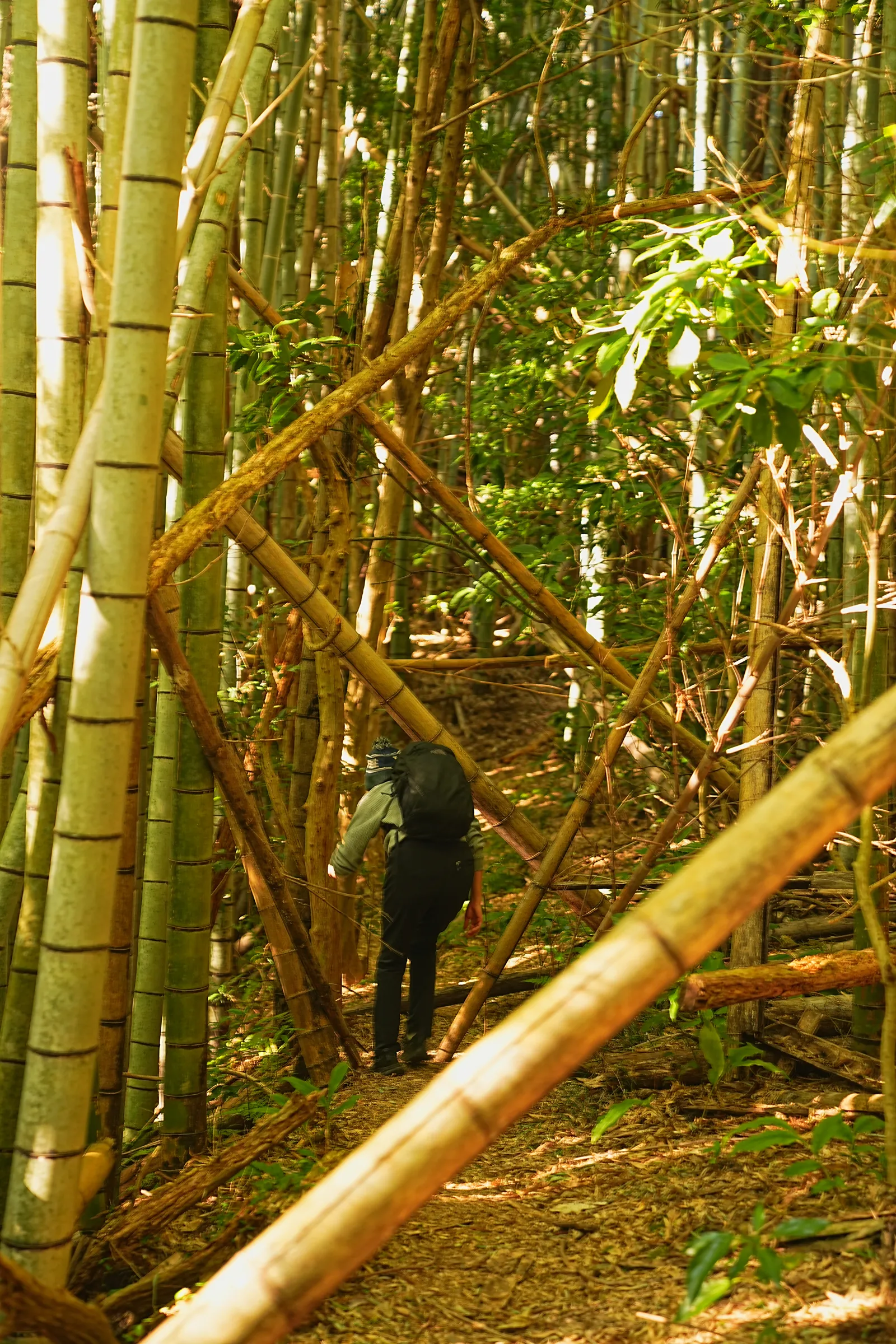 巨大な富士山を見に静岡、浜石岳・薩埵峠へ