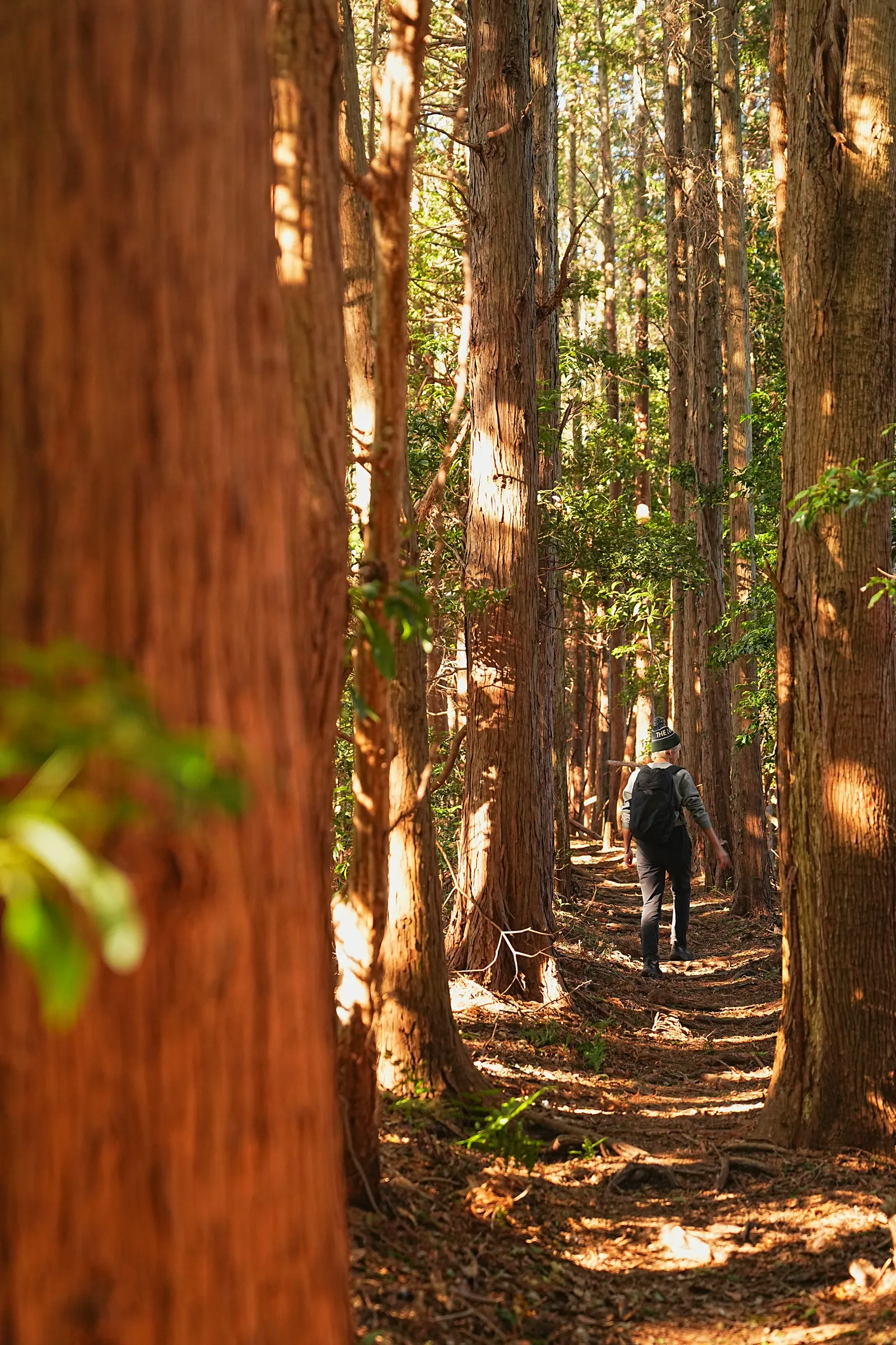 巨大な富士山を見に静岡、浜石岳・薩埵峠へ