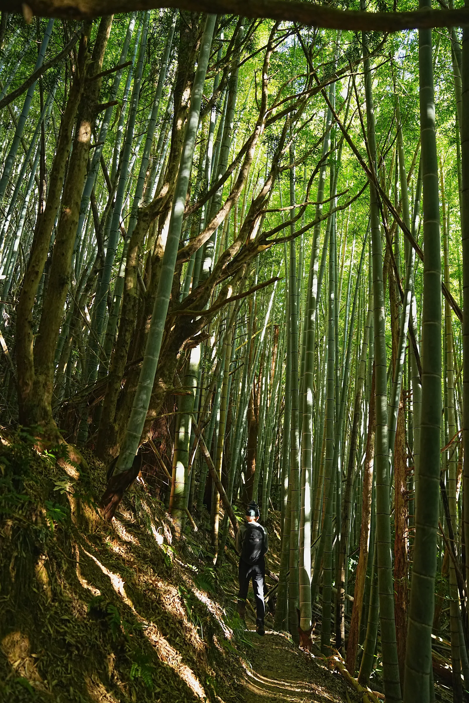 巨大な富士山を見に静岡、浜石岳・薩埵峠へ