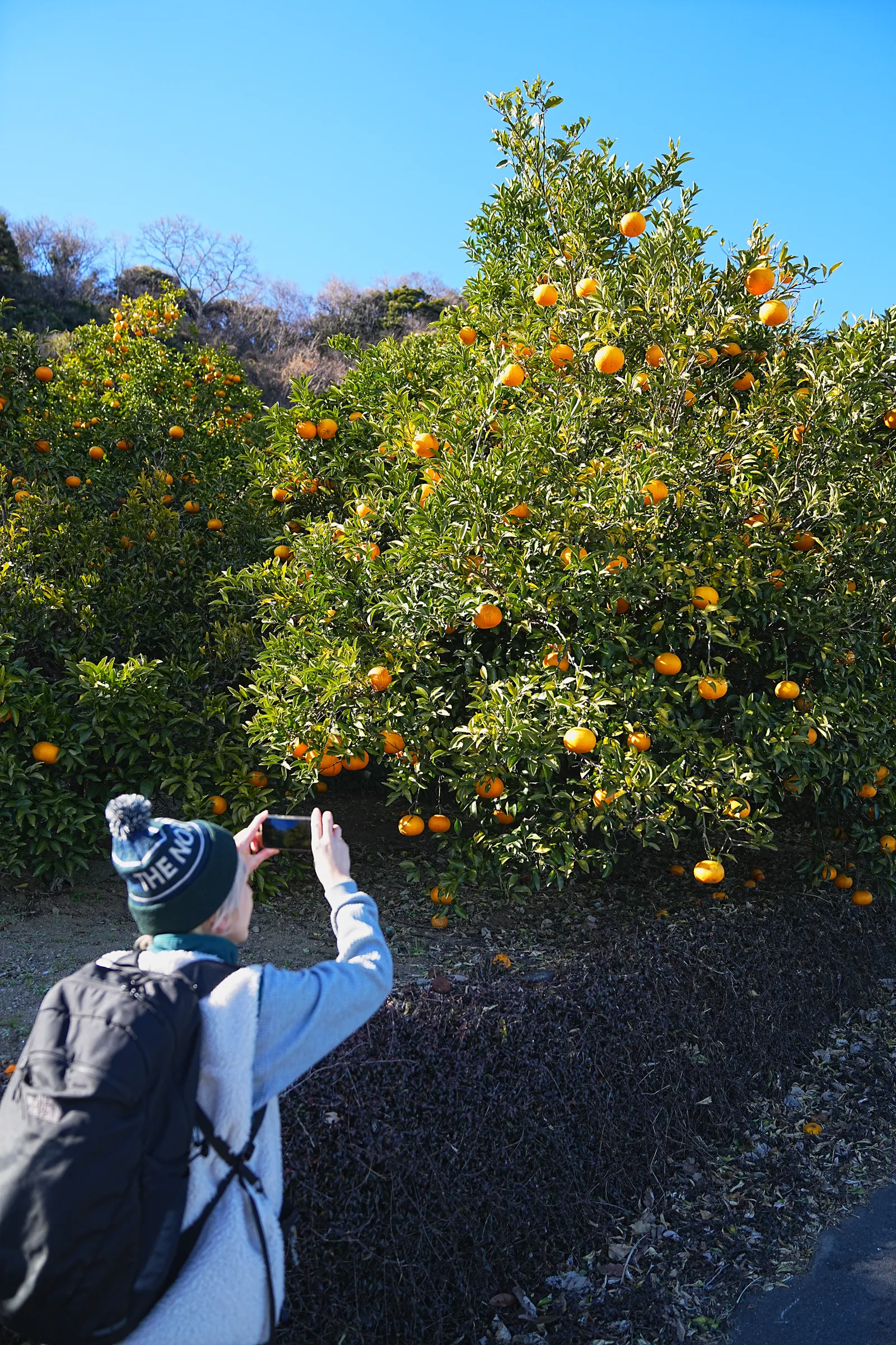 巨大な富士山を見に静岡、浜石岳・薩埵峠へ