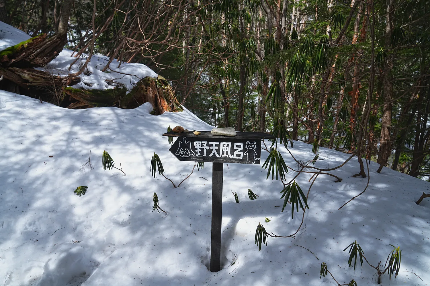 日本の秘湯 本沢温泉へ！日本最高所の野天風呂レポート！