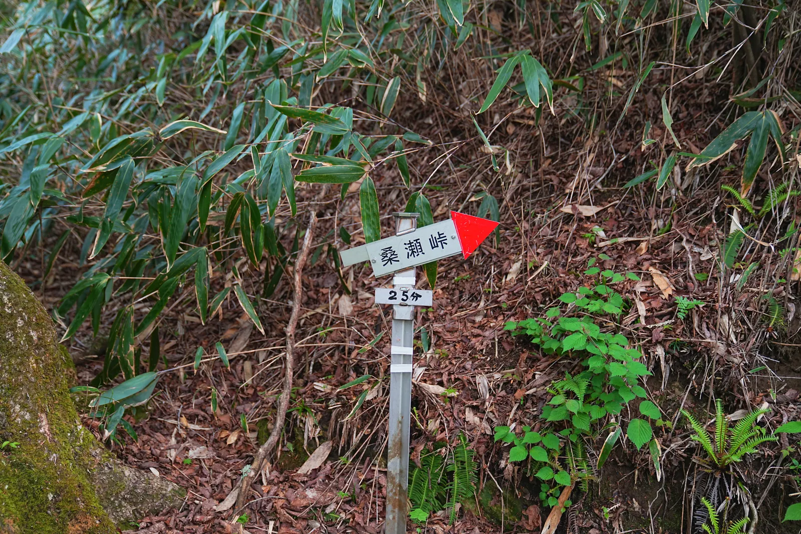 伊予富士 登山