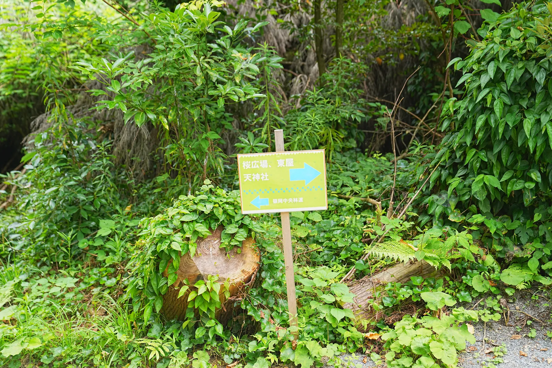 千葉のマッターホルン!?「伊予ヶ岳」登山！