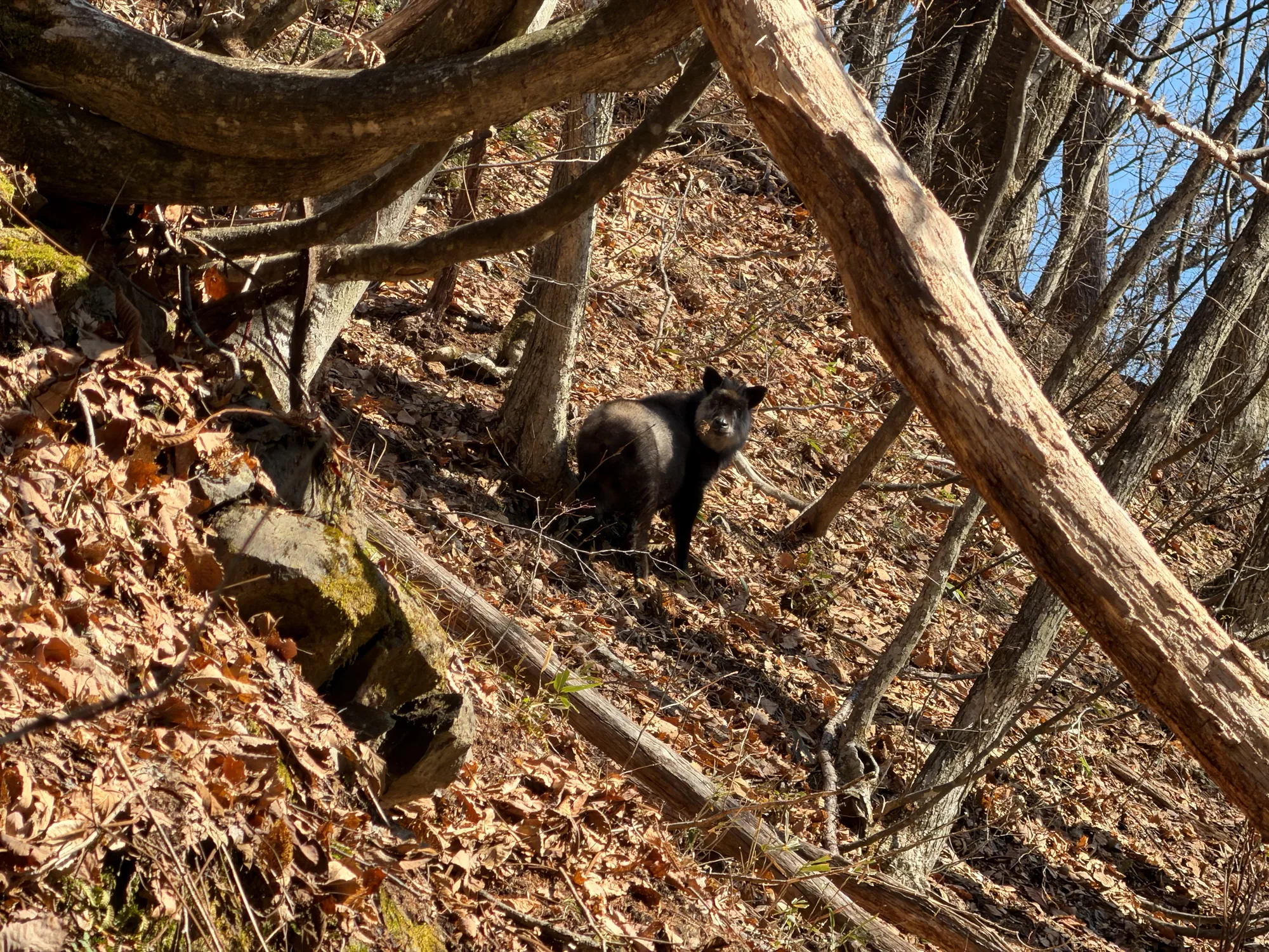 爺ヶ岳の冬季バリエーション「東尾根」で雪上テント泊！