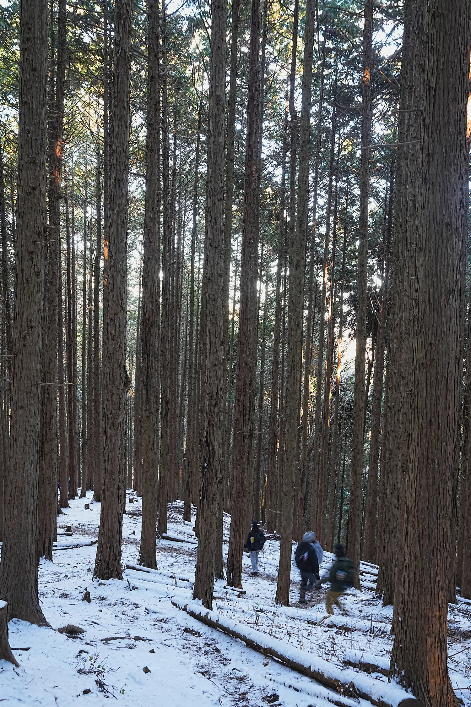 2026年午年にぴったりの山！陣馬山へのんびりピストン！