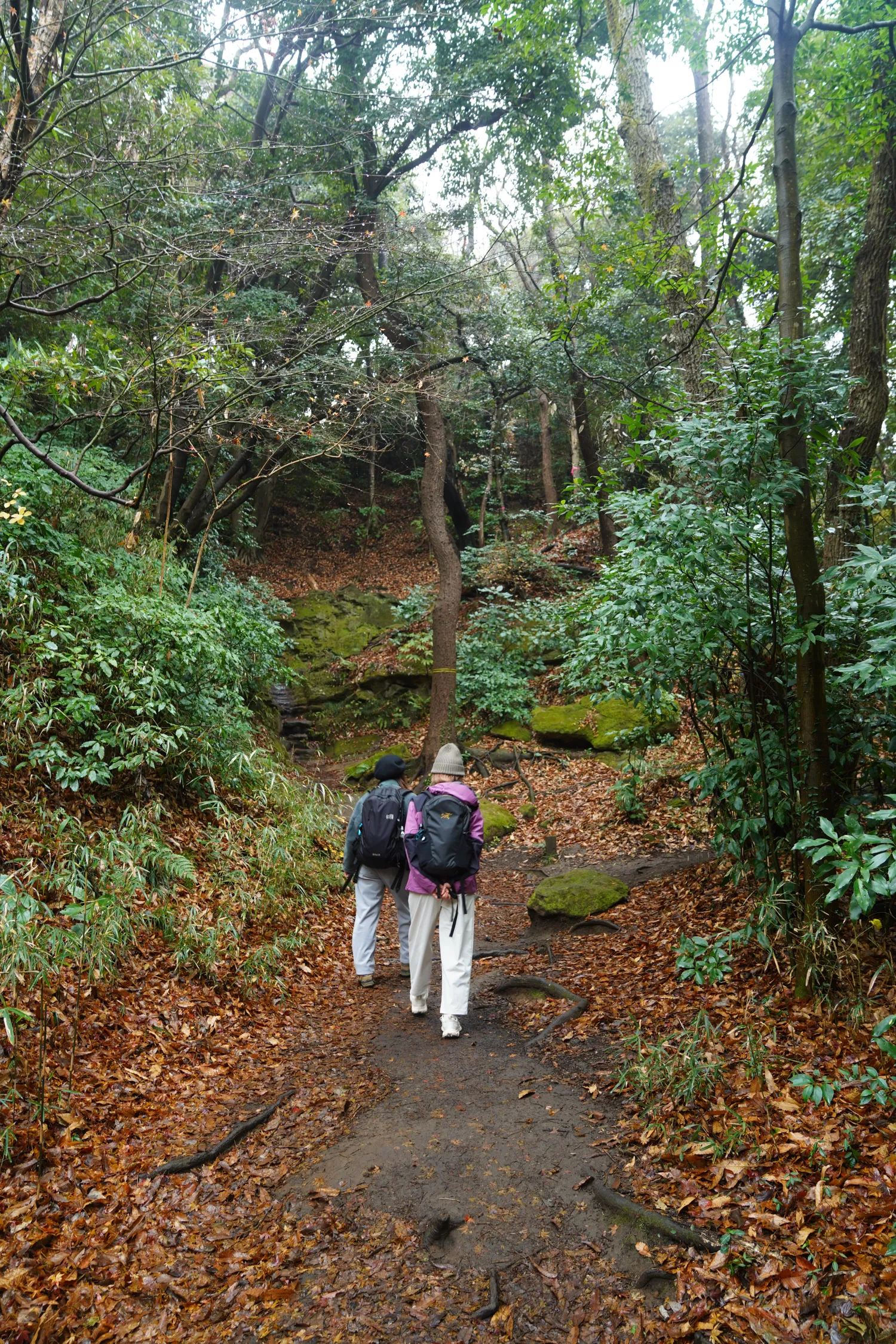 鎌倉アルプス 天園ハイキングコース