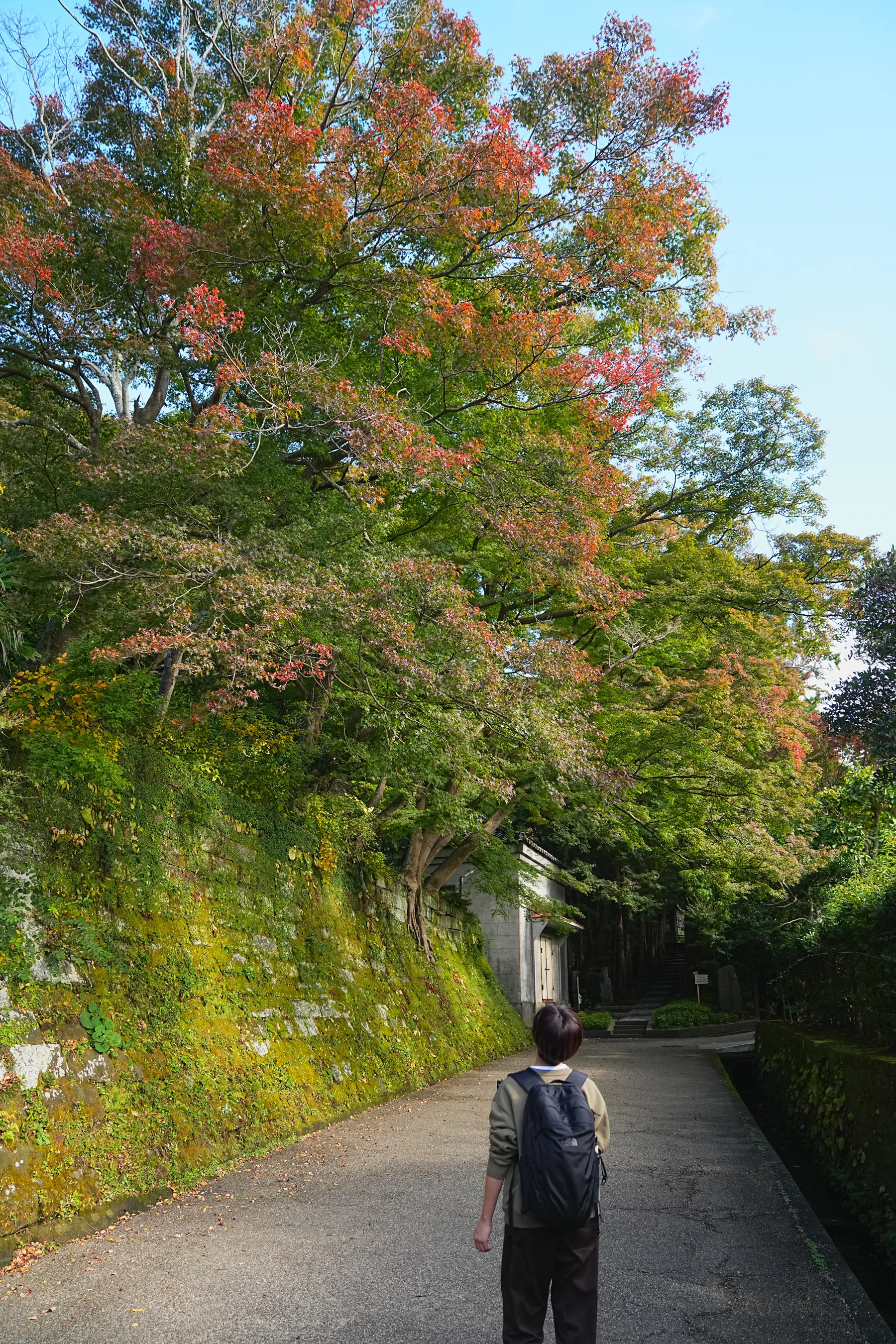 秋の鎌倉アルプス。天園コースハイキング