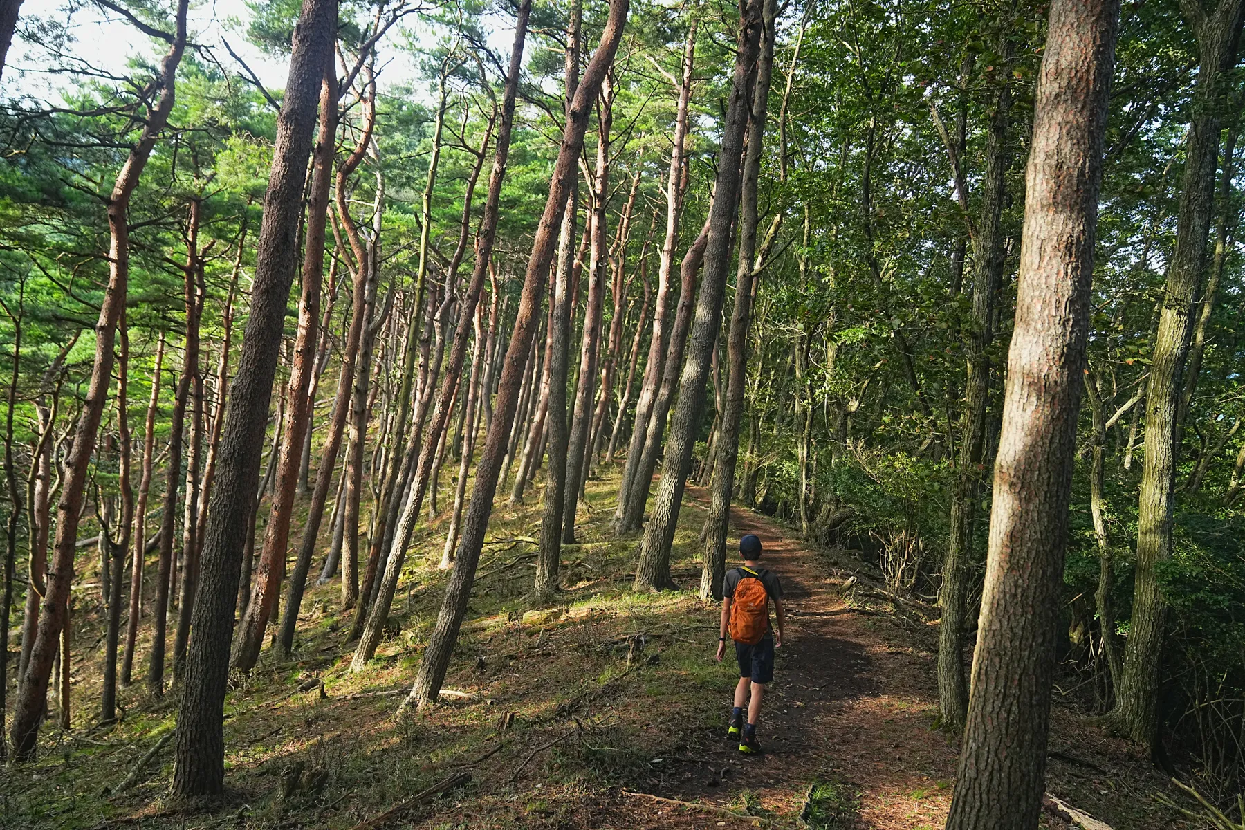 絶景の夕焼けの富士山を眺める登山。富士山外輪・毛無山。