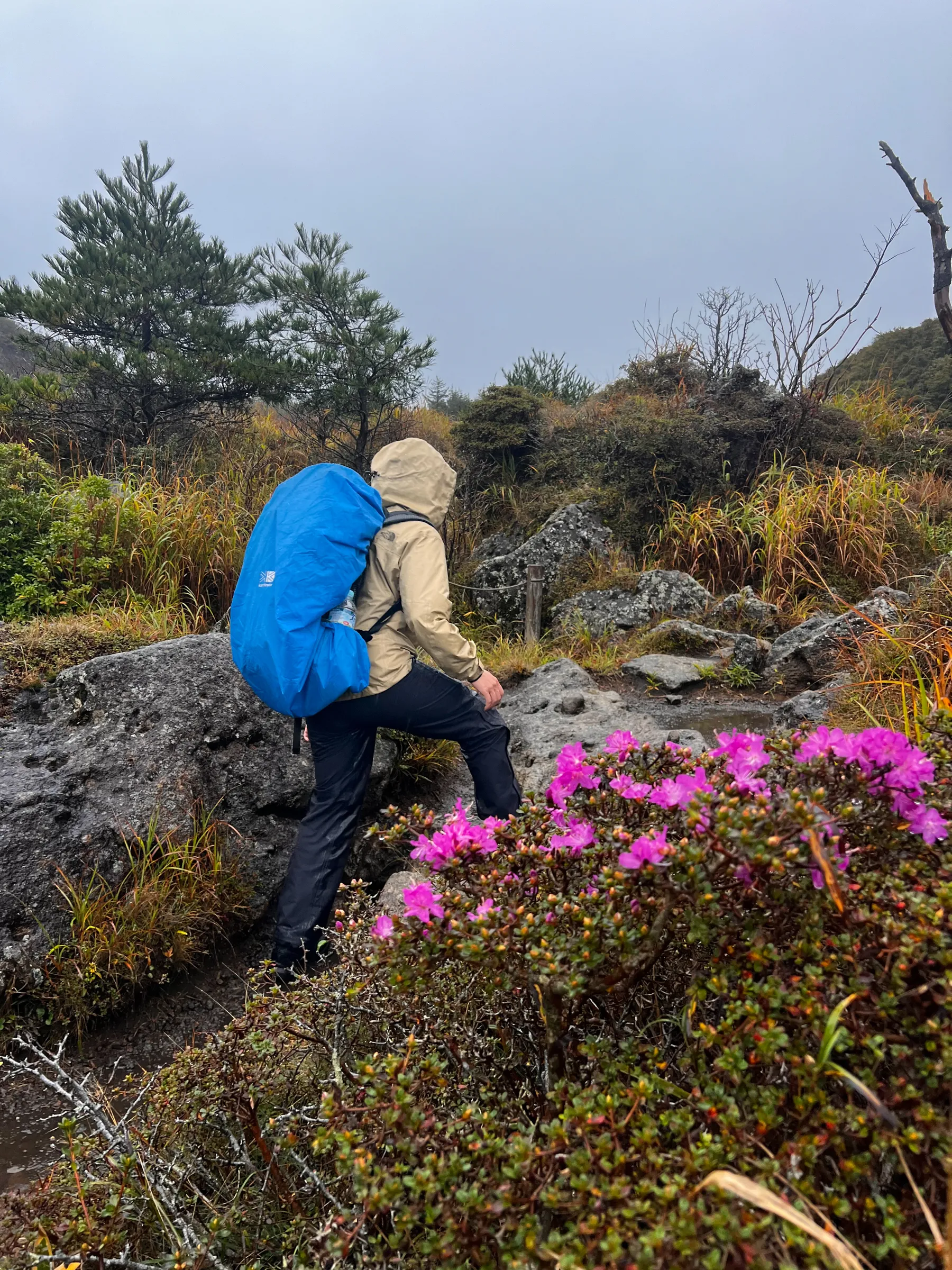 雨の九重からの阿蘇草千里！法華院温泉宿泊レポート