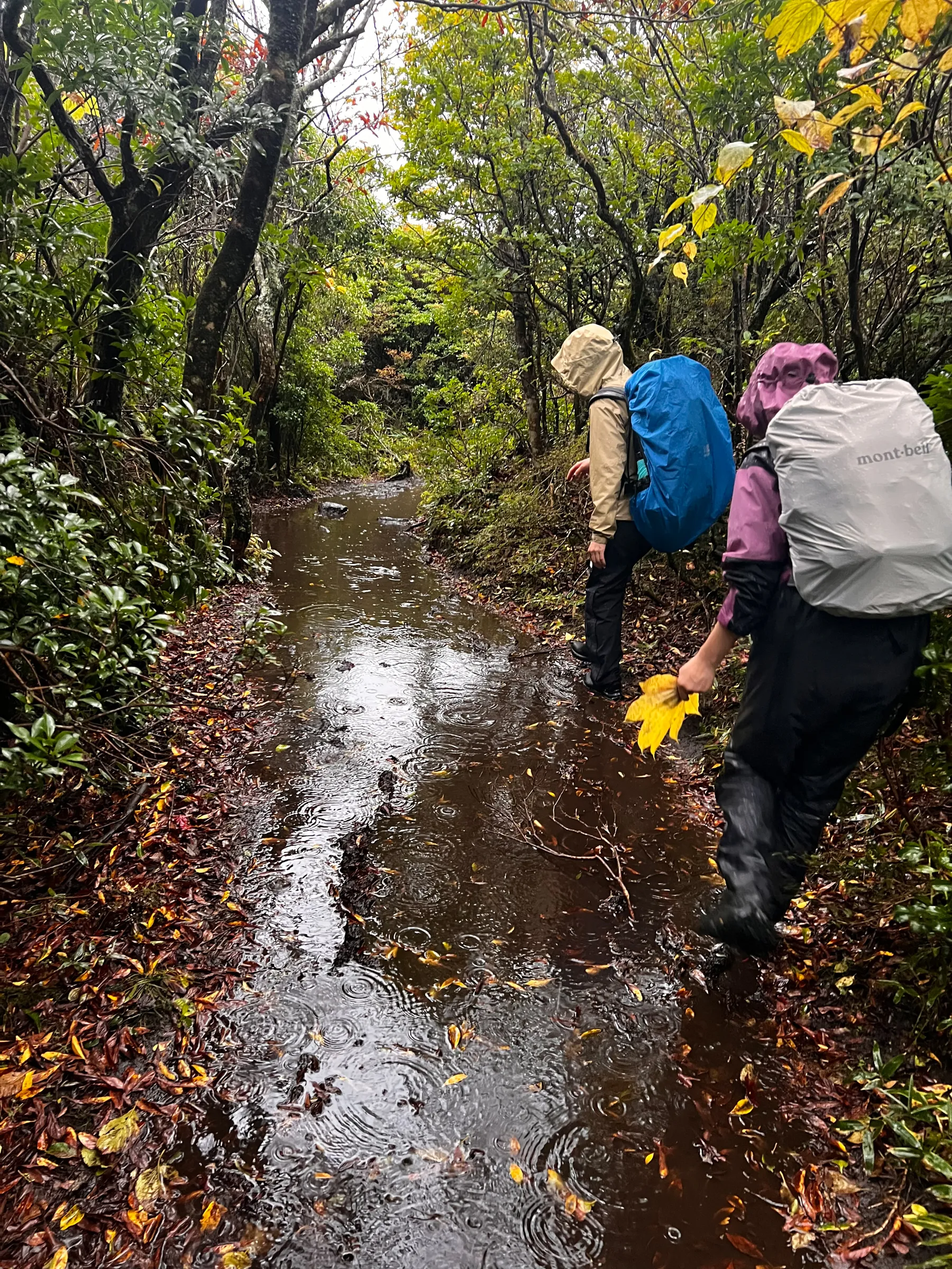 雨の九重からの阿蘇草千里！法華院温泉宿泊レポート