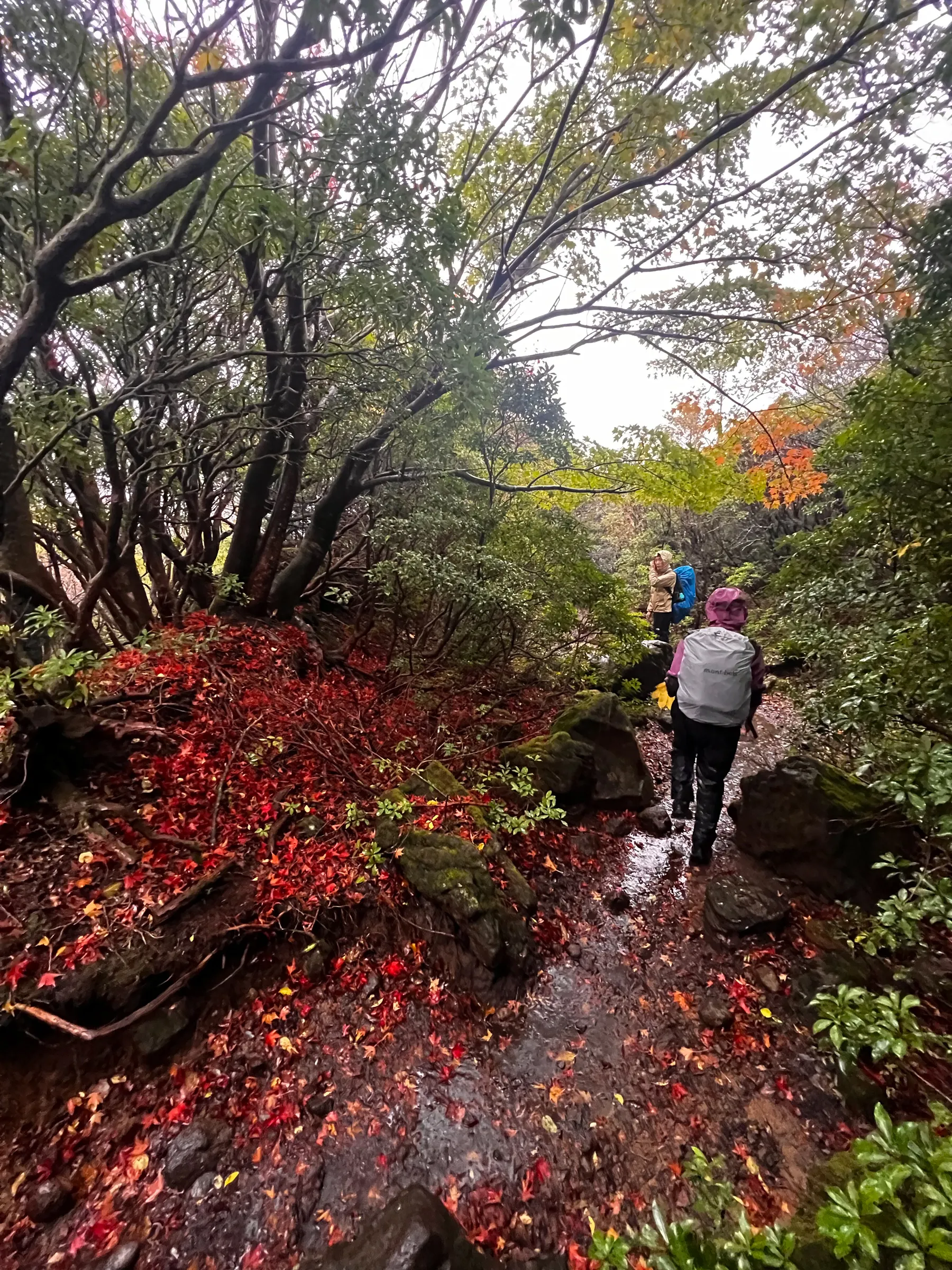 雨の九重からの阿蘇草千里！法華院温泉宿泊レポート