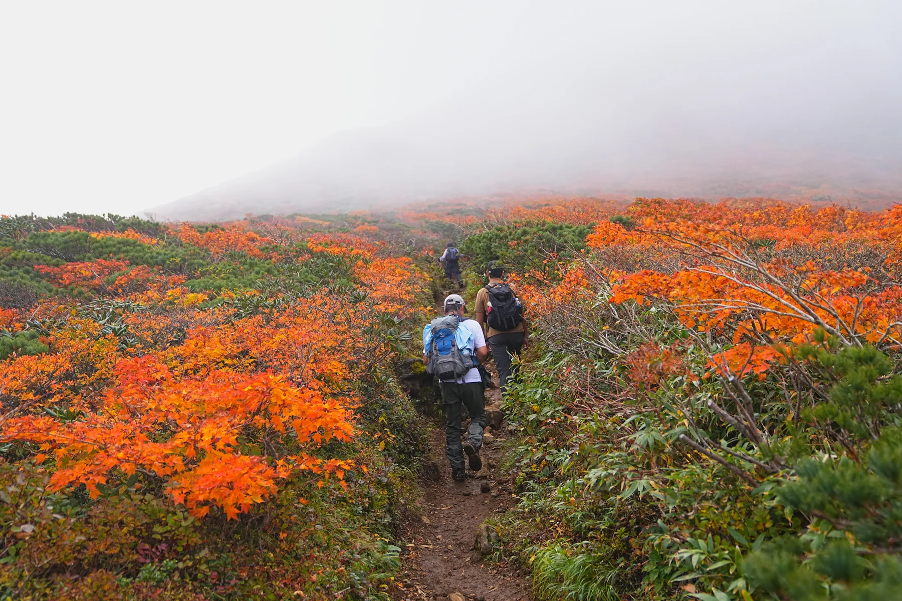 紅葉に染まる 東北・栗駒山 紅葉ハイキング