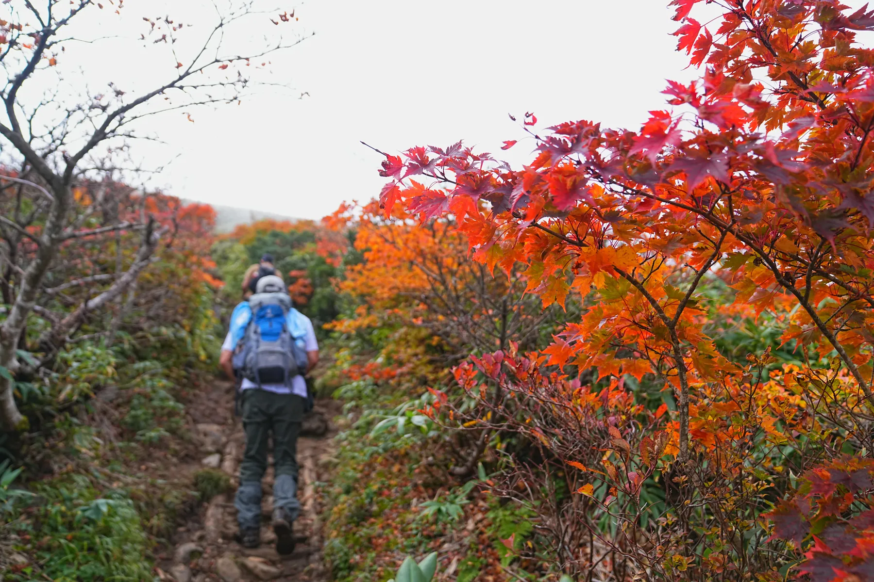 紅葉に染まる 東北・栗駒山 紅葉ハイキング