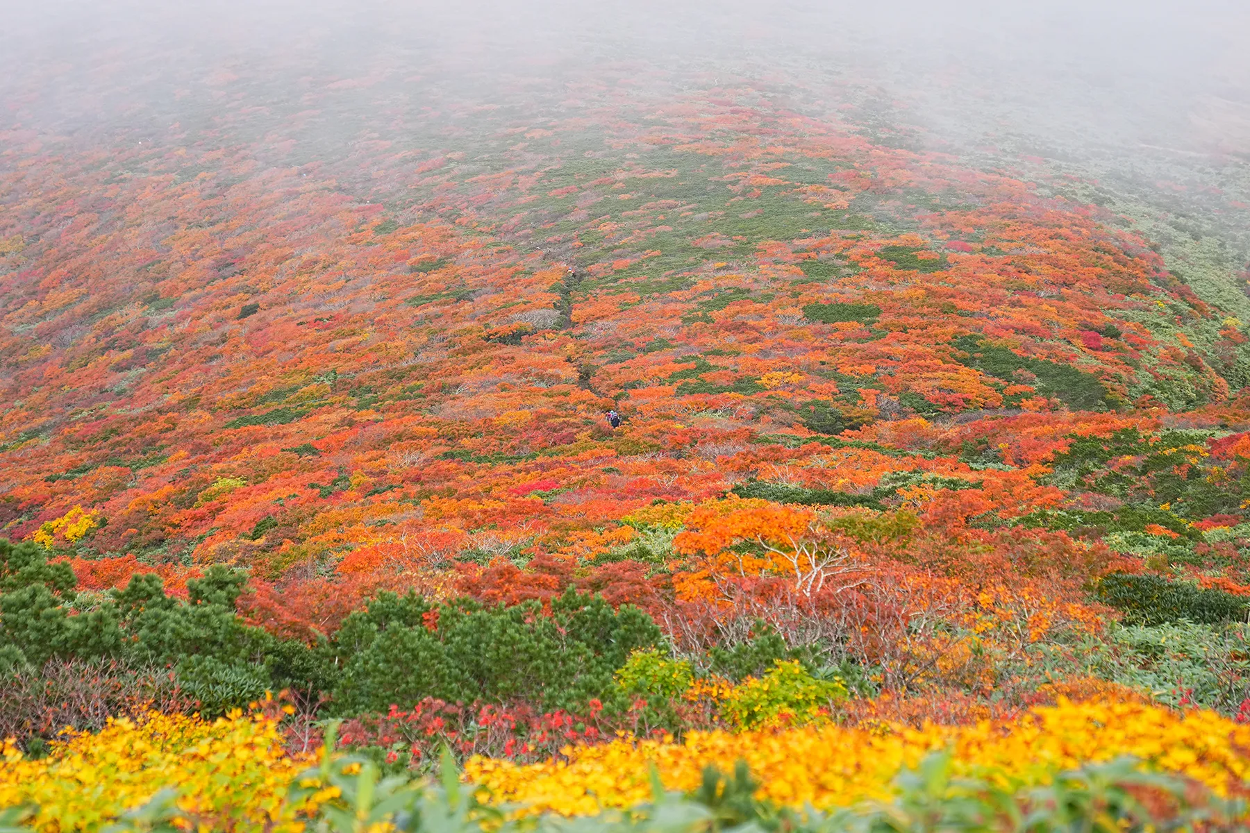 紅葉に染まる 東北・栗駒山 紅葉ハイキング