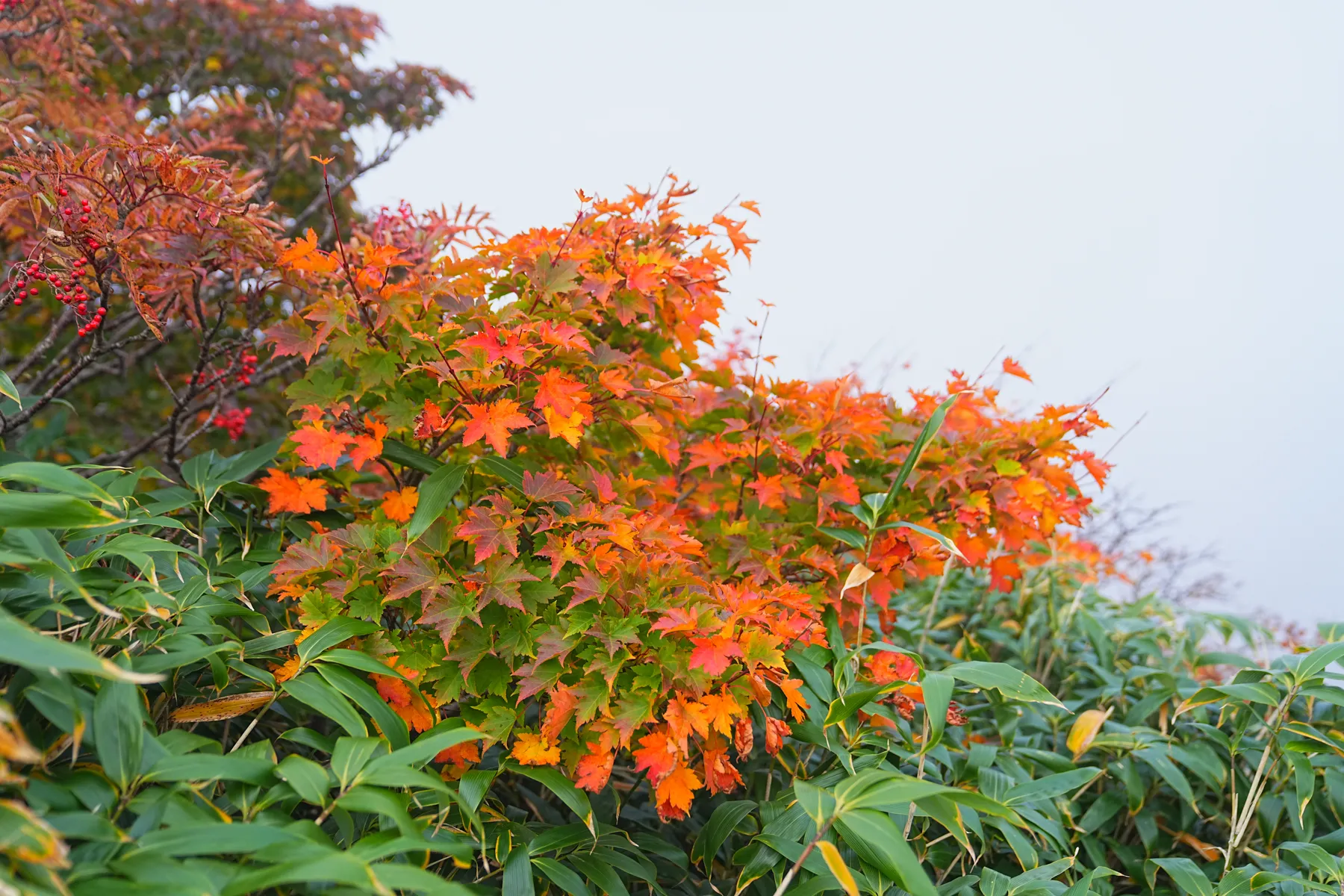 紅葉に染まる 東北・栗駒山 紅葉ハイキング