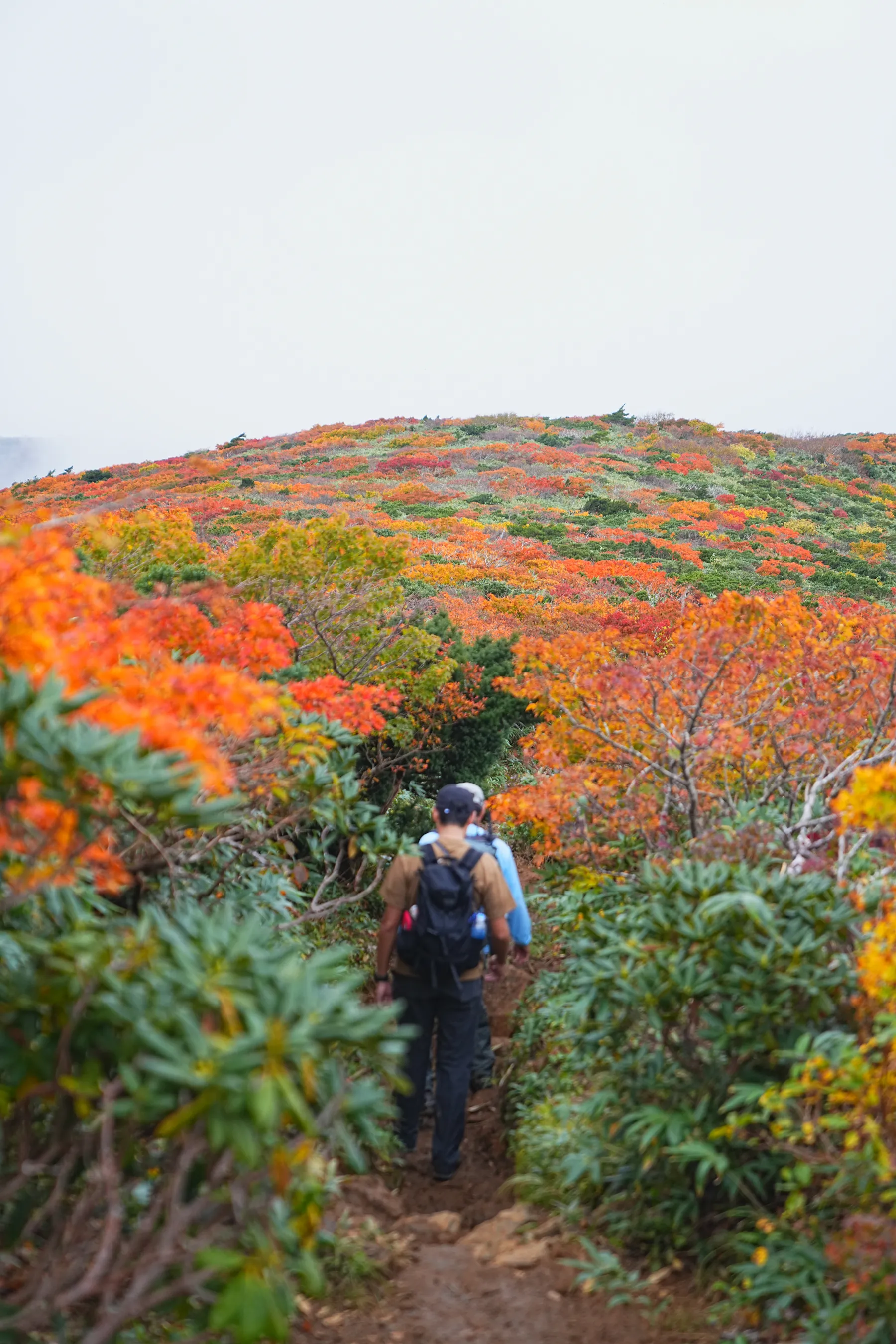 紅葉に染まる 東北・栗駒山 紅葉ハイキング