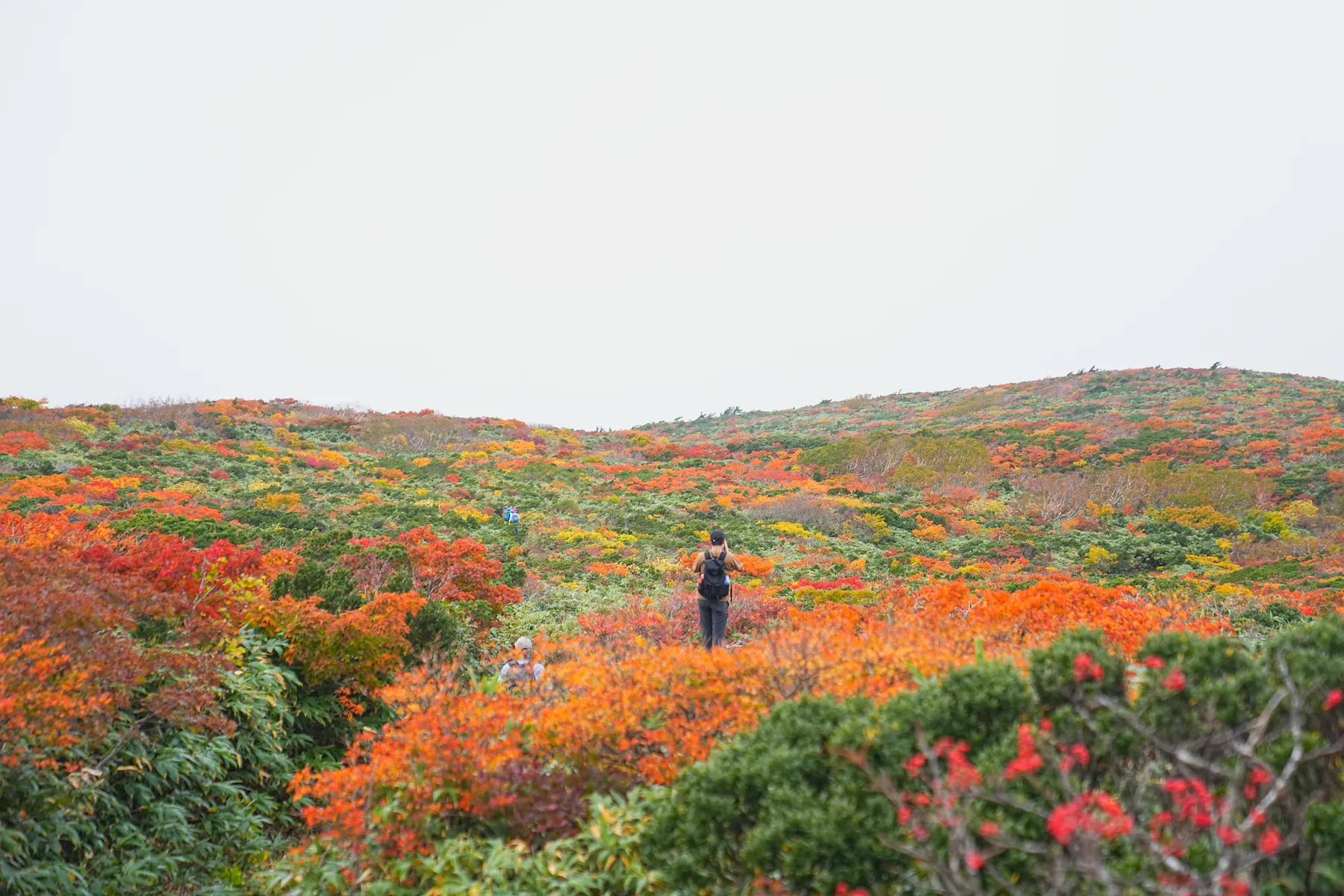 紅葉に染まる 東北・栗駒山 紅葉ハイキング